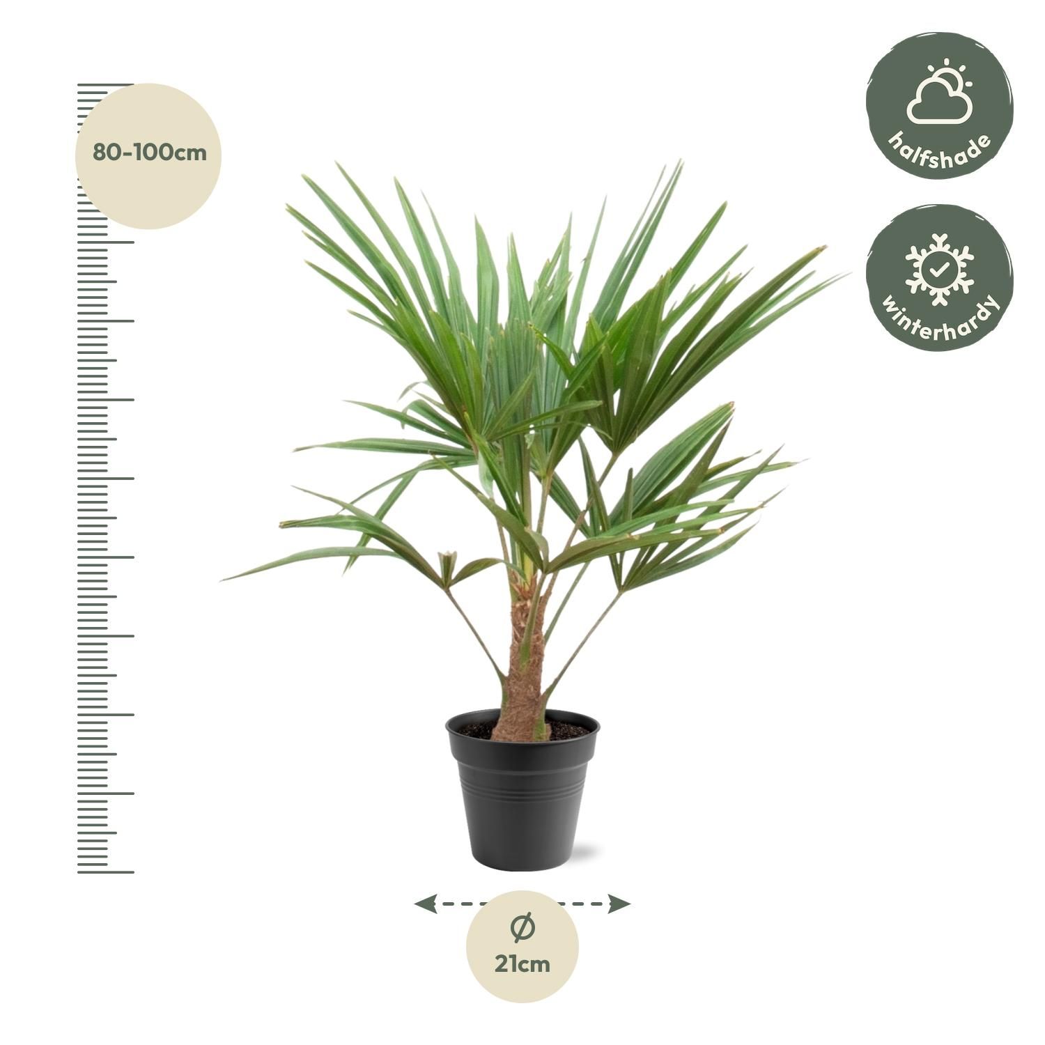 Trachycarpus Fortunei - 90-100cm - Ø21 (8721055694182)