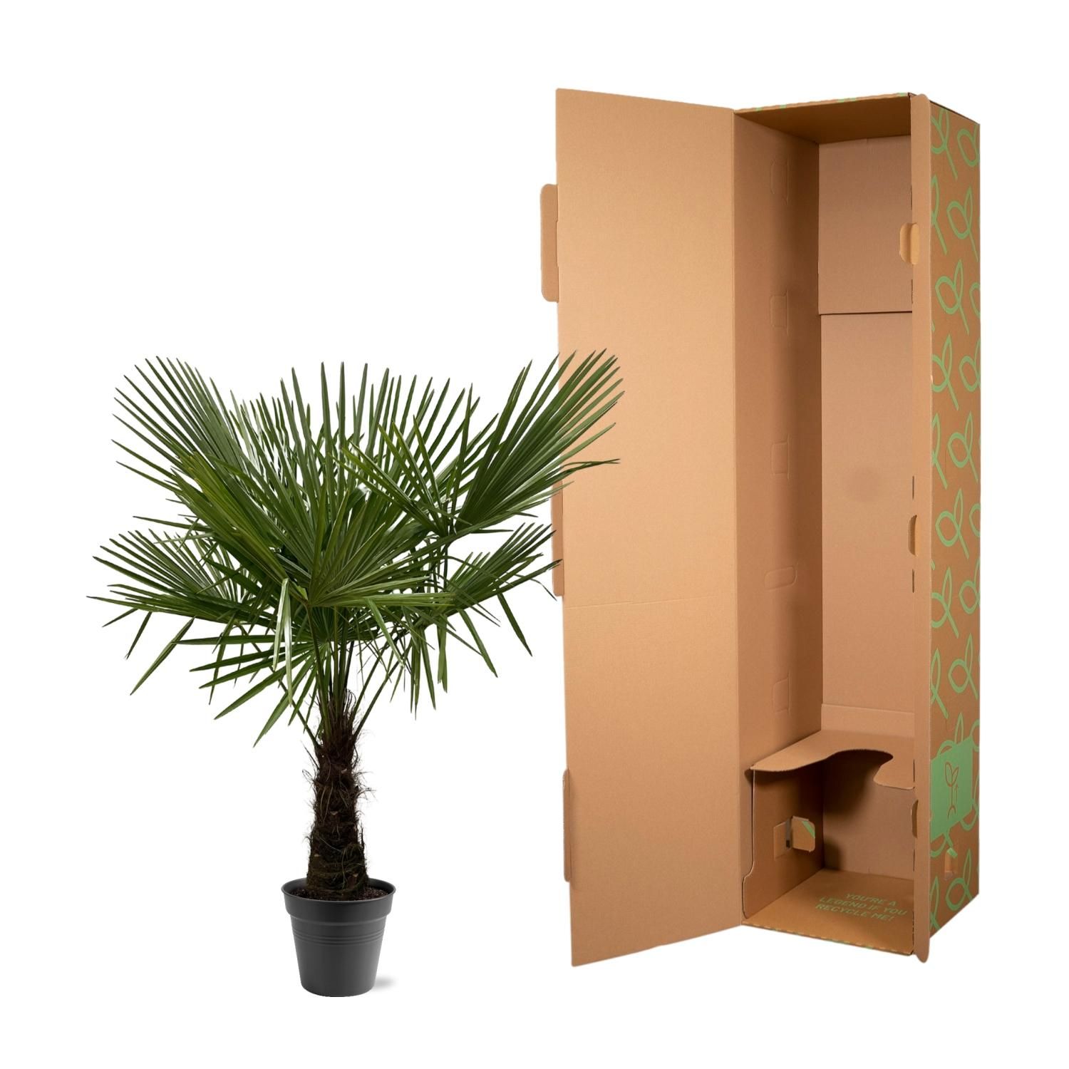 Trachycarpus Fortuneii - 160-180cm - Ø30 (8721055693116)