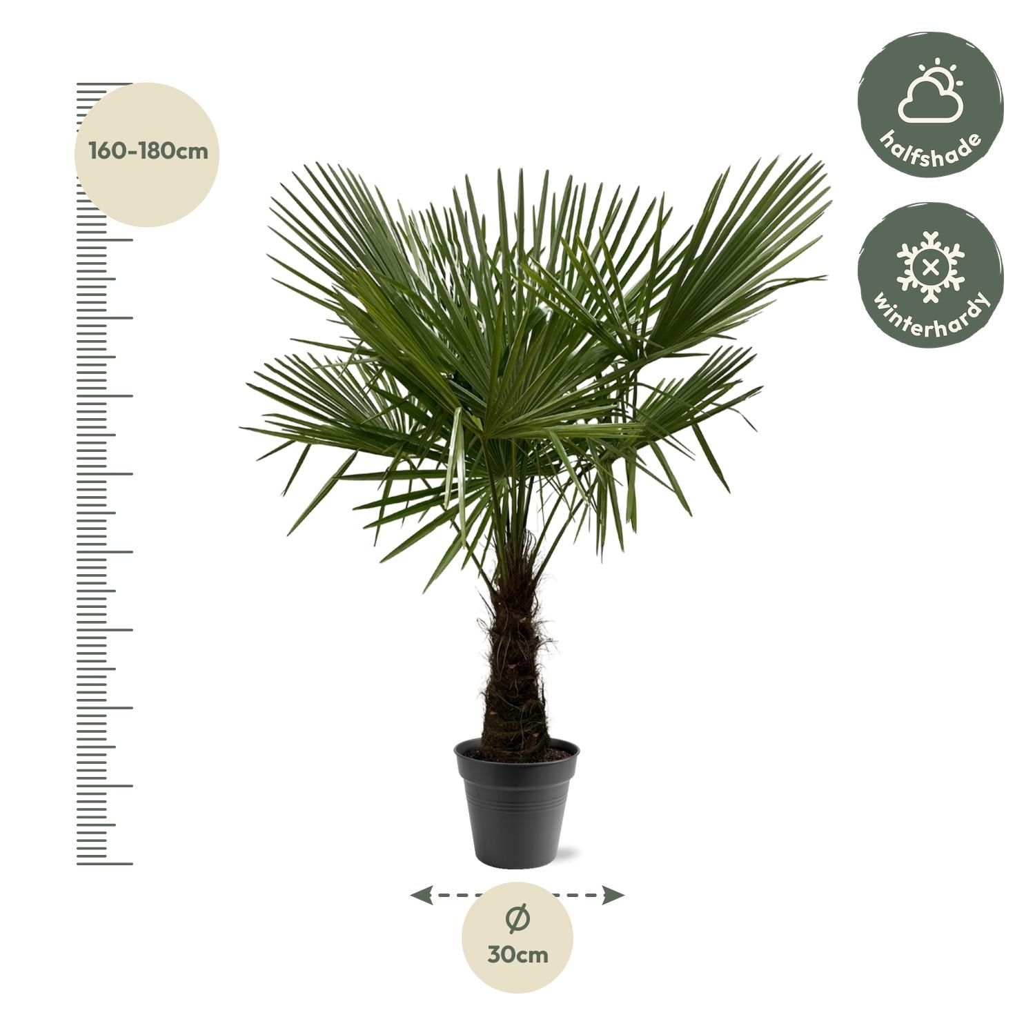 Trachycarpus Fortuneii - 160-180cm - Ø30 (8721055693116)