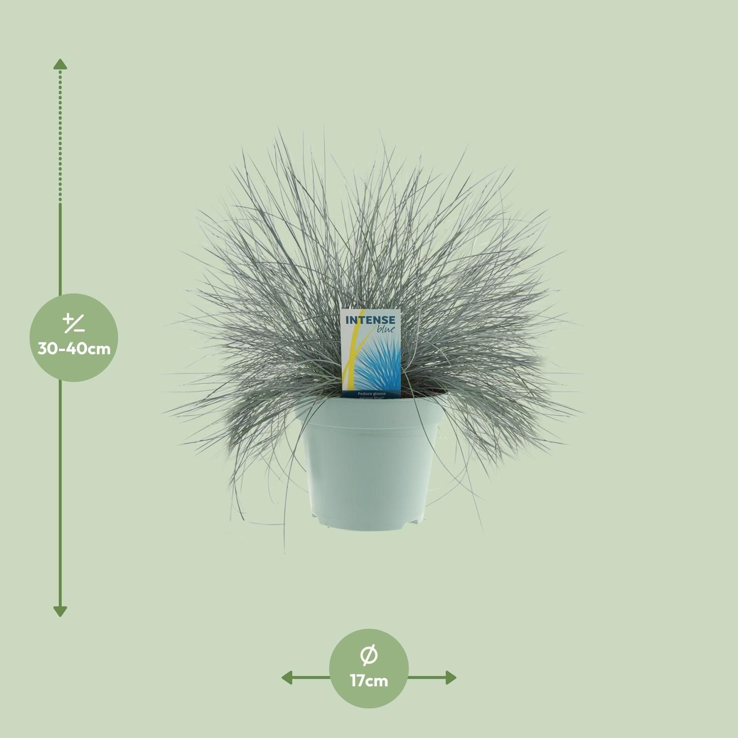 Festuca Glauca Intense Blue® (20724)
