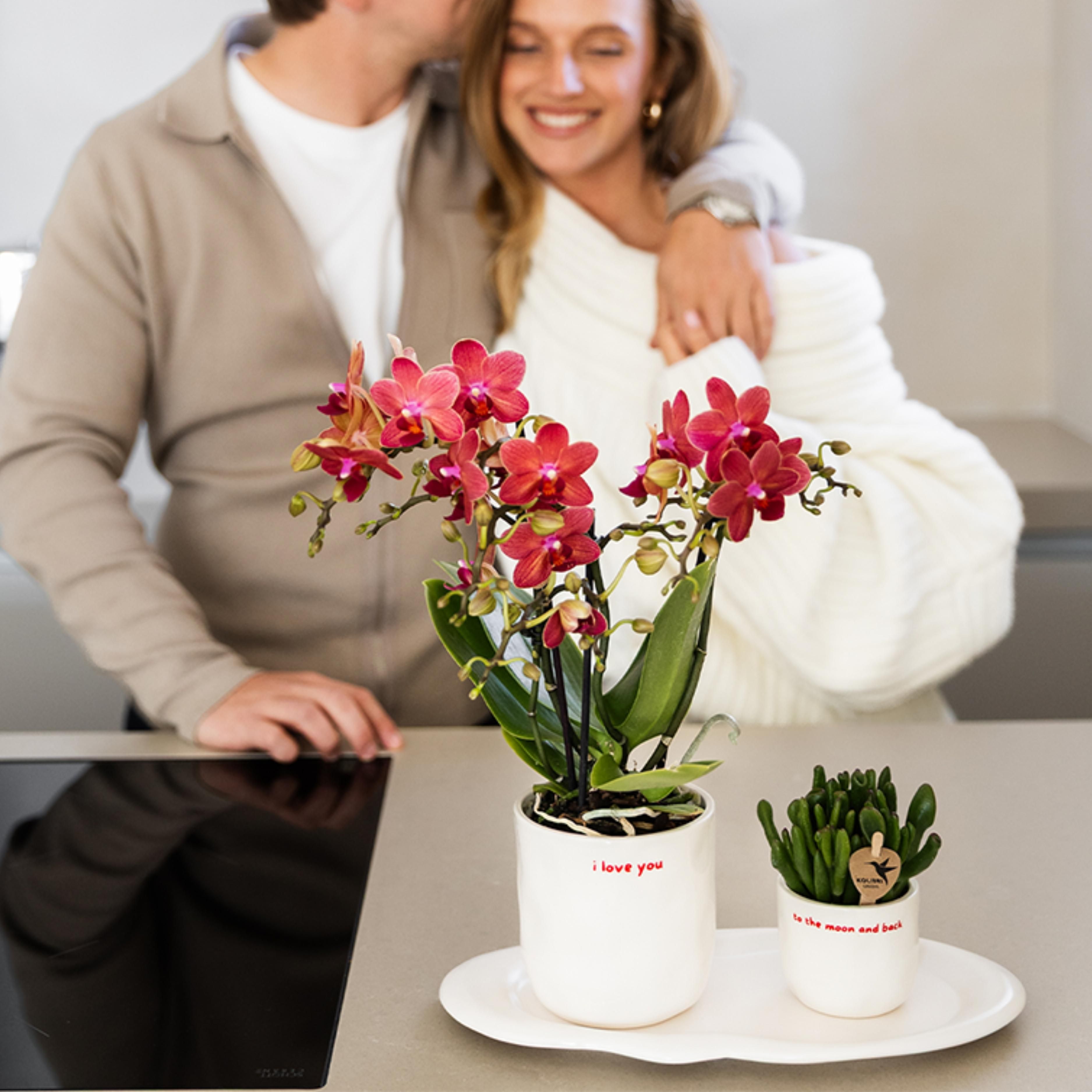 rode Phalaenopsis orchidee - Congo (8720682780114)