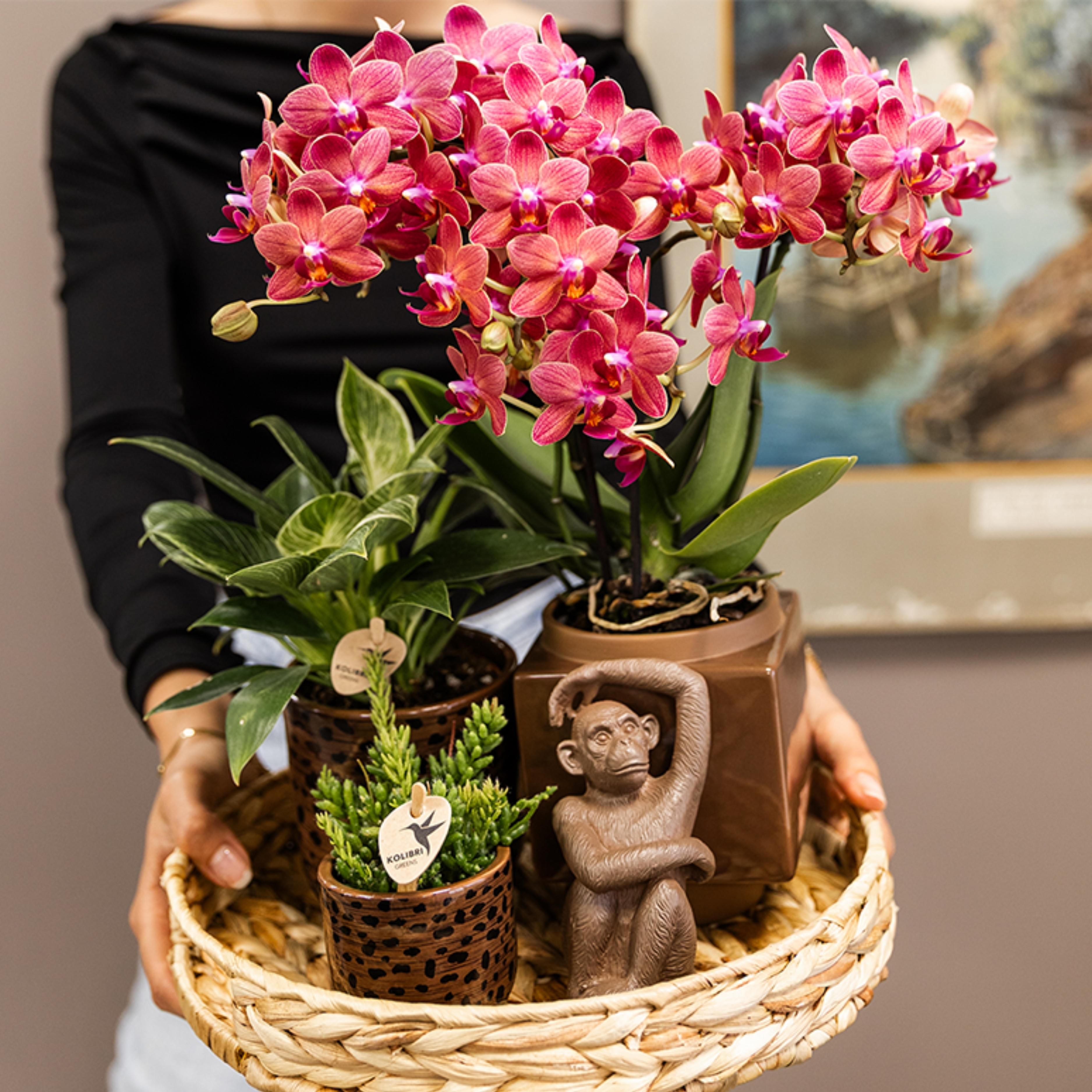 rode Phalaenopsis orchidee - Congo (8720682780114)