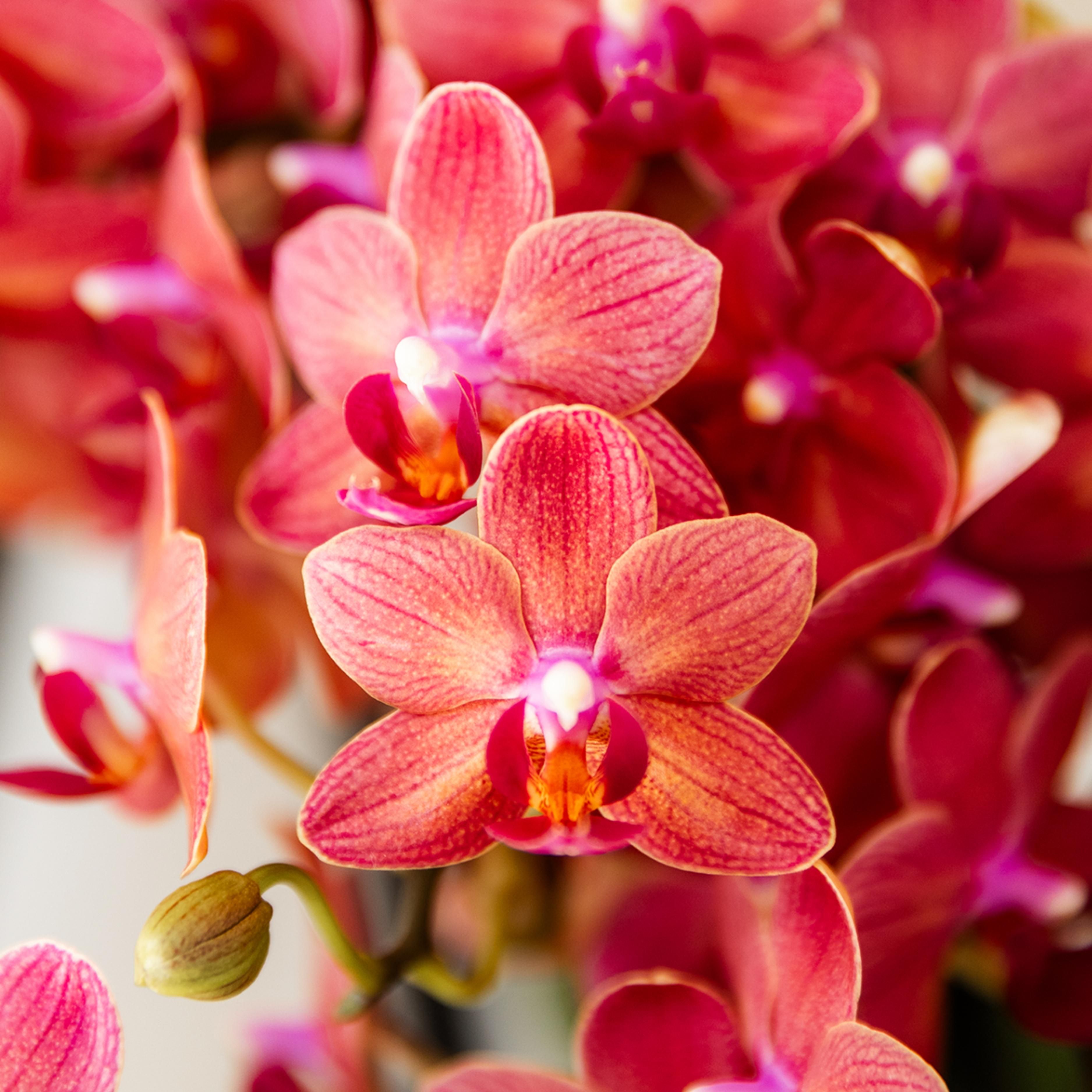rode Phalaenopsis orchidee - Congo (8720682780114)