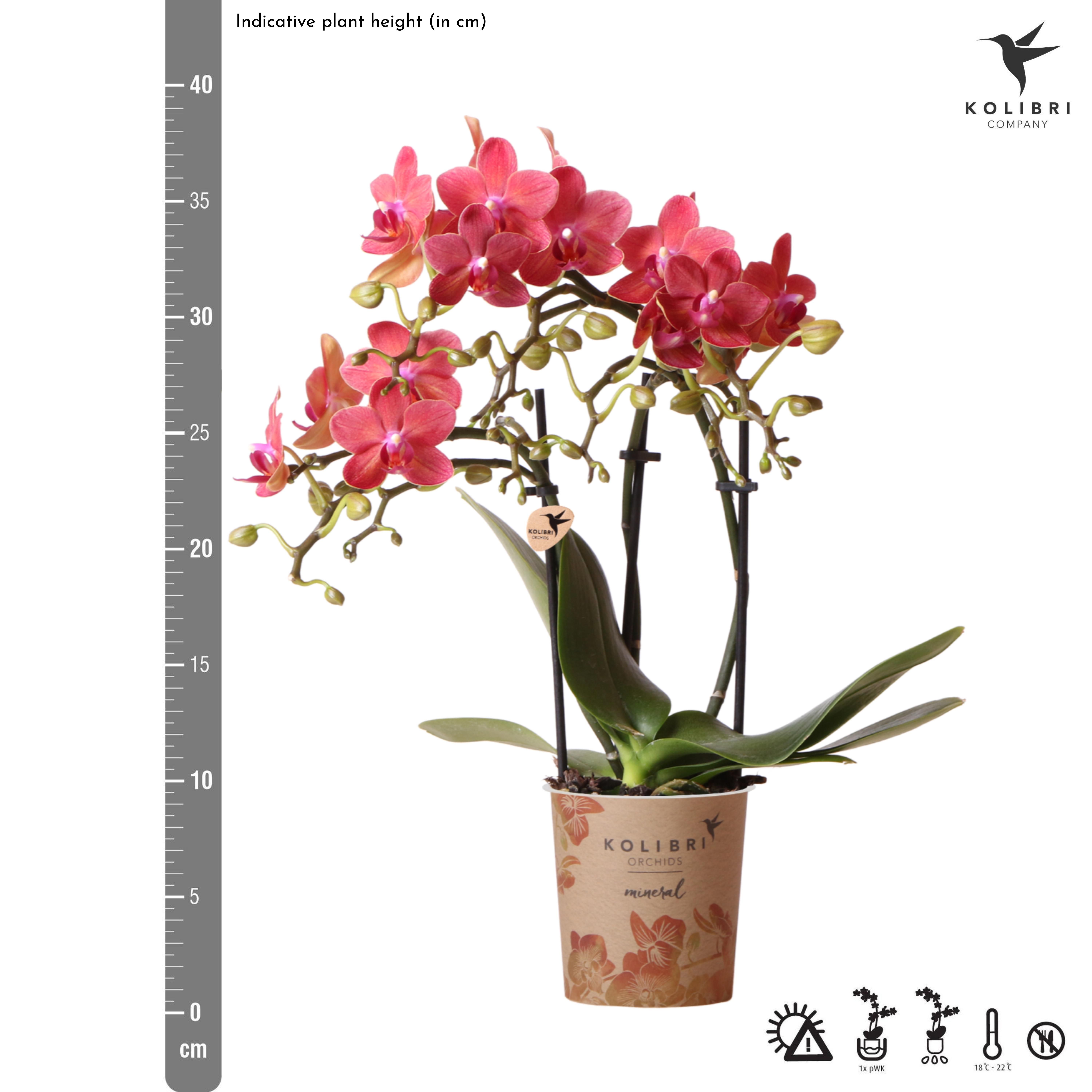 rode Phalaenopsis orchidee - Congo (8720682780114)