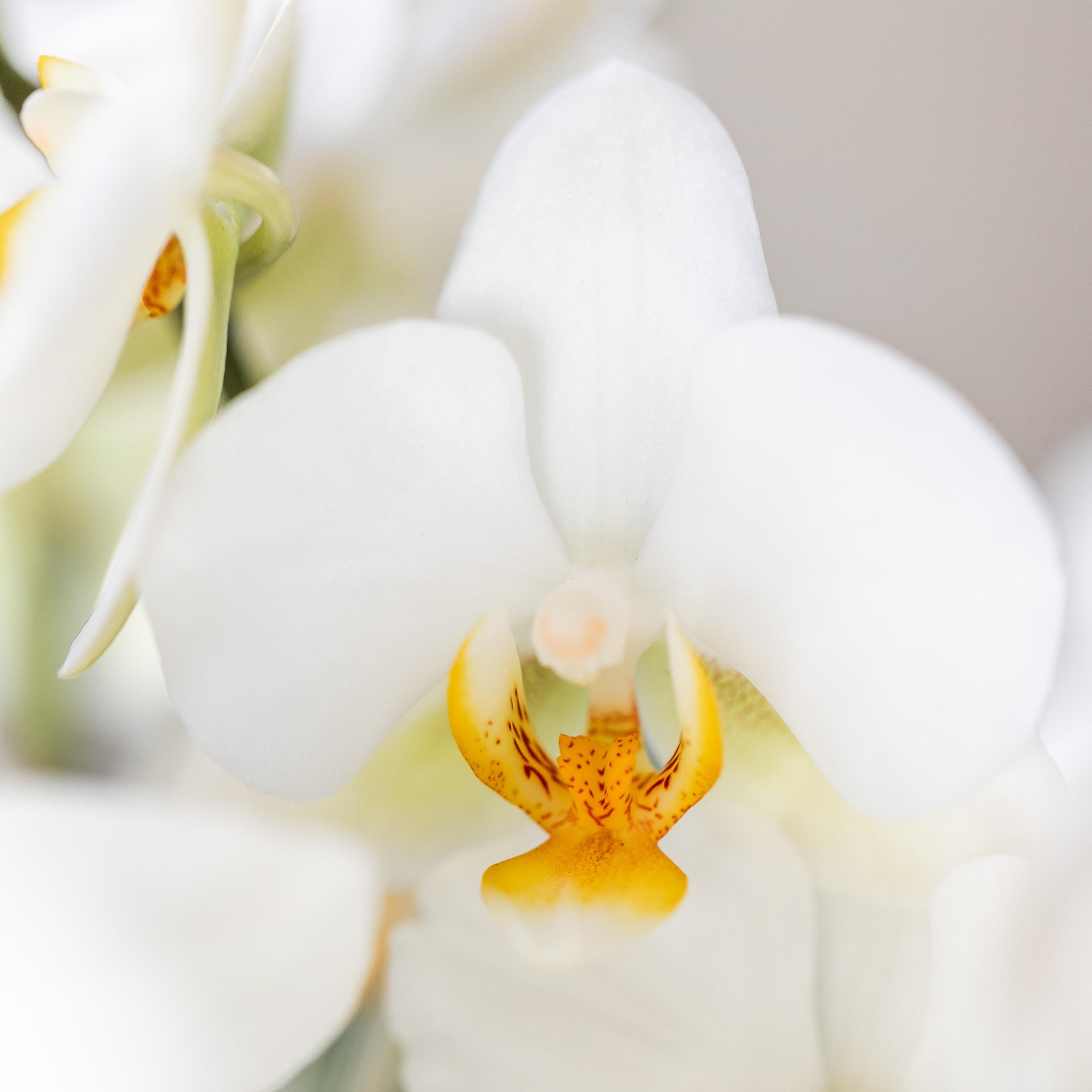 witte phalaenopsis orchidee | Lausanne (8720682780183)