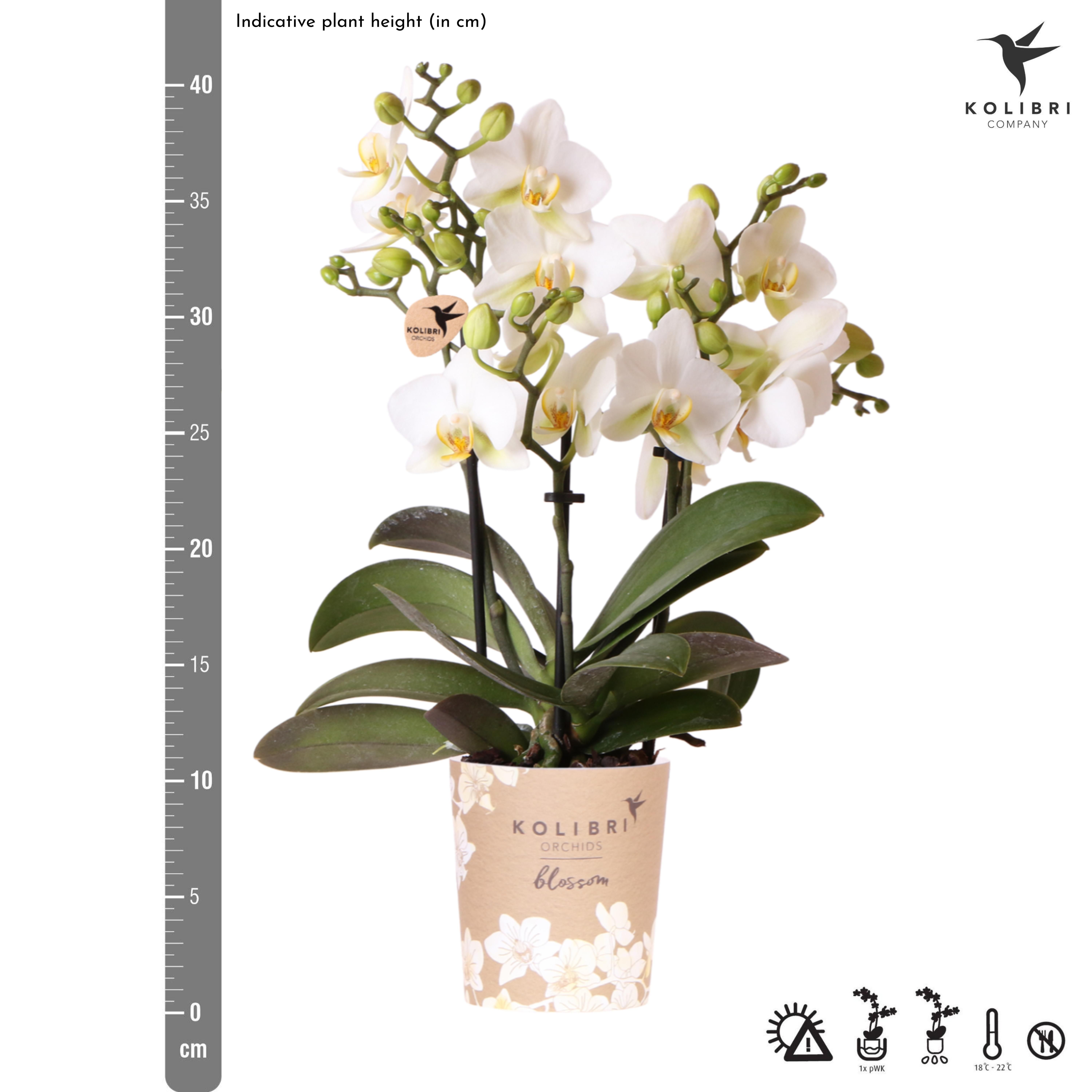 witte phalaenopsis orchidee | Lausanne (8720682780183)