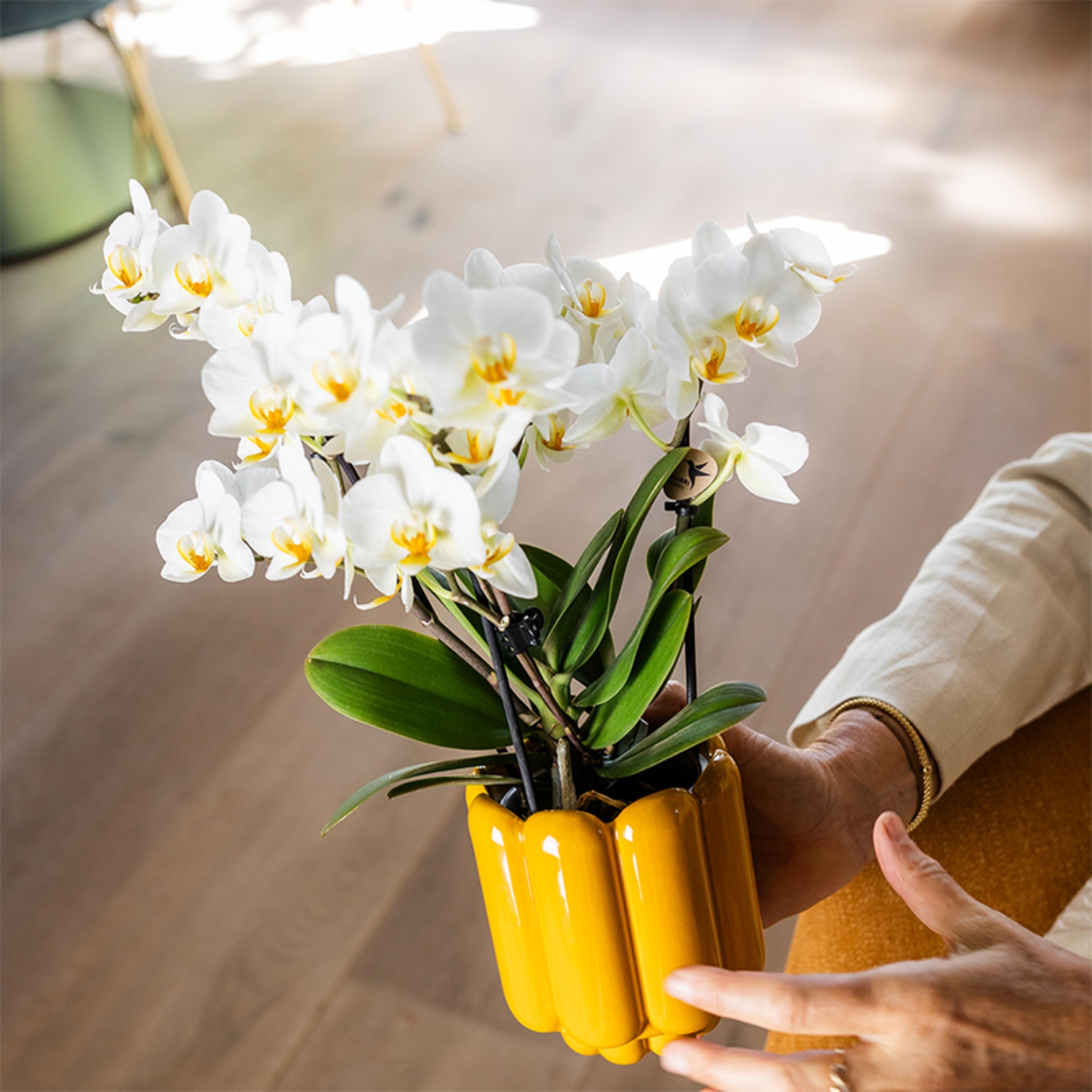 witte phalaenopsis orchidee | Lausanne (8720682780183)