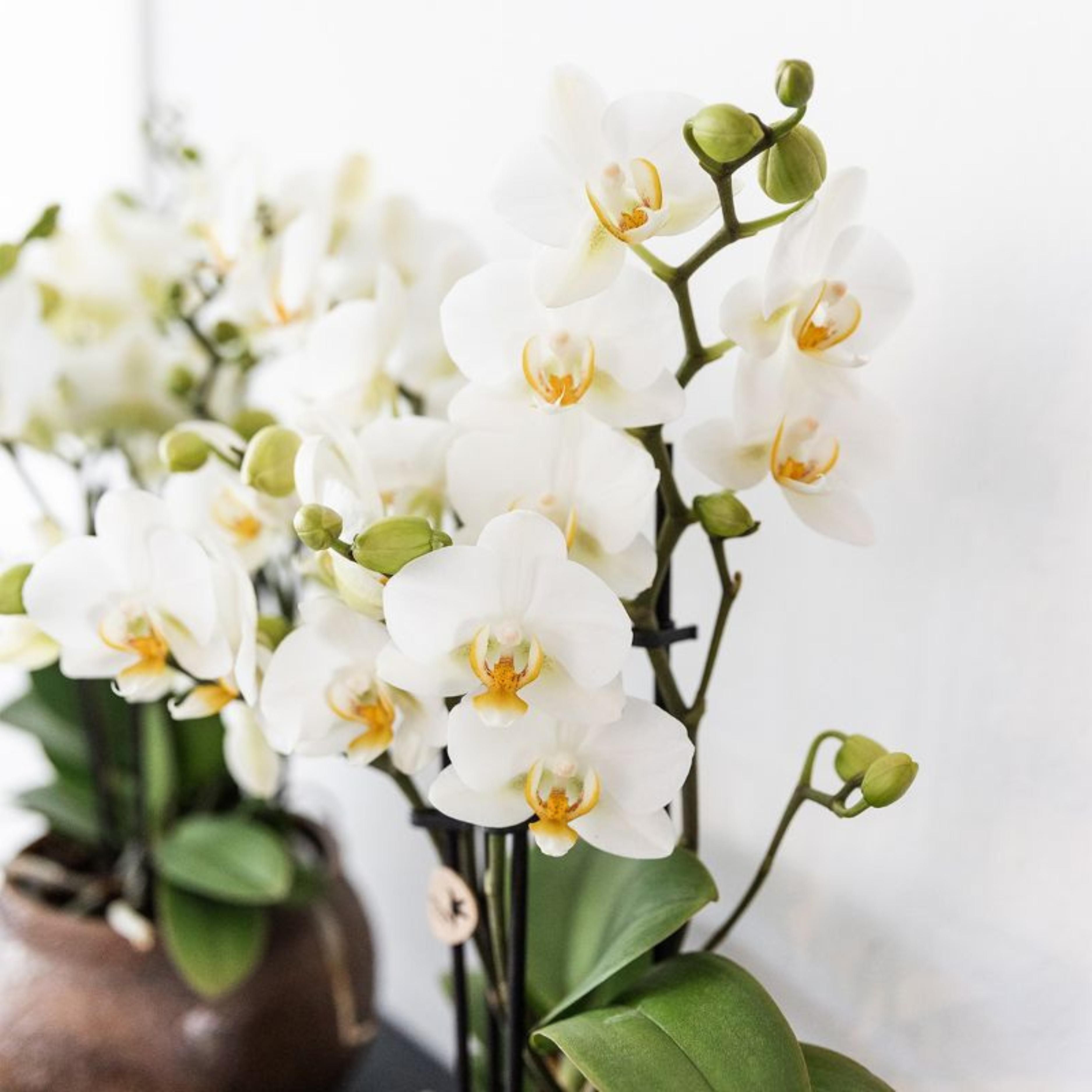 witte phalaenopsis orchidee | Lausanne (8720682780183)