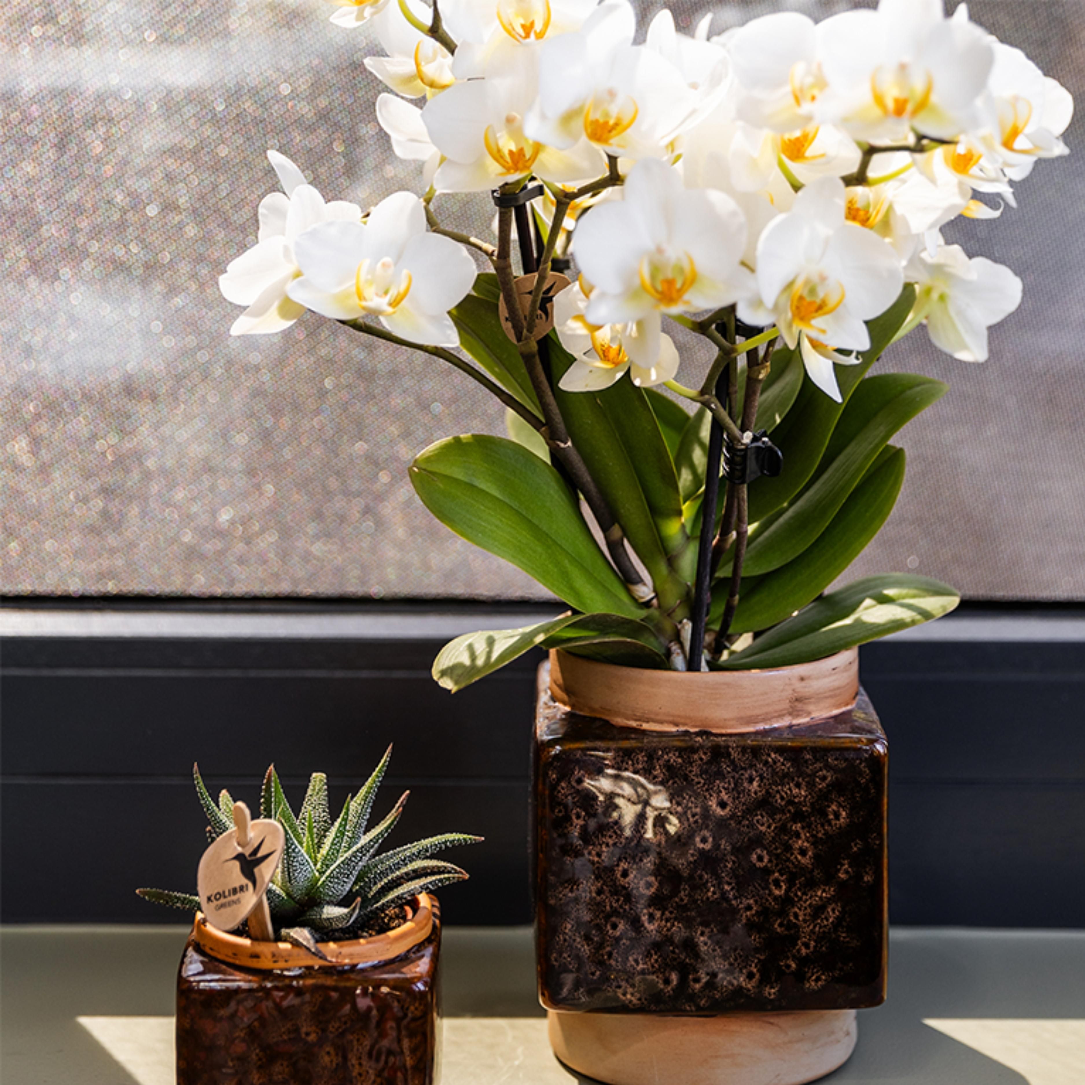 witte phalaenopsis orchidee | Lausanne (8720682780183)