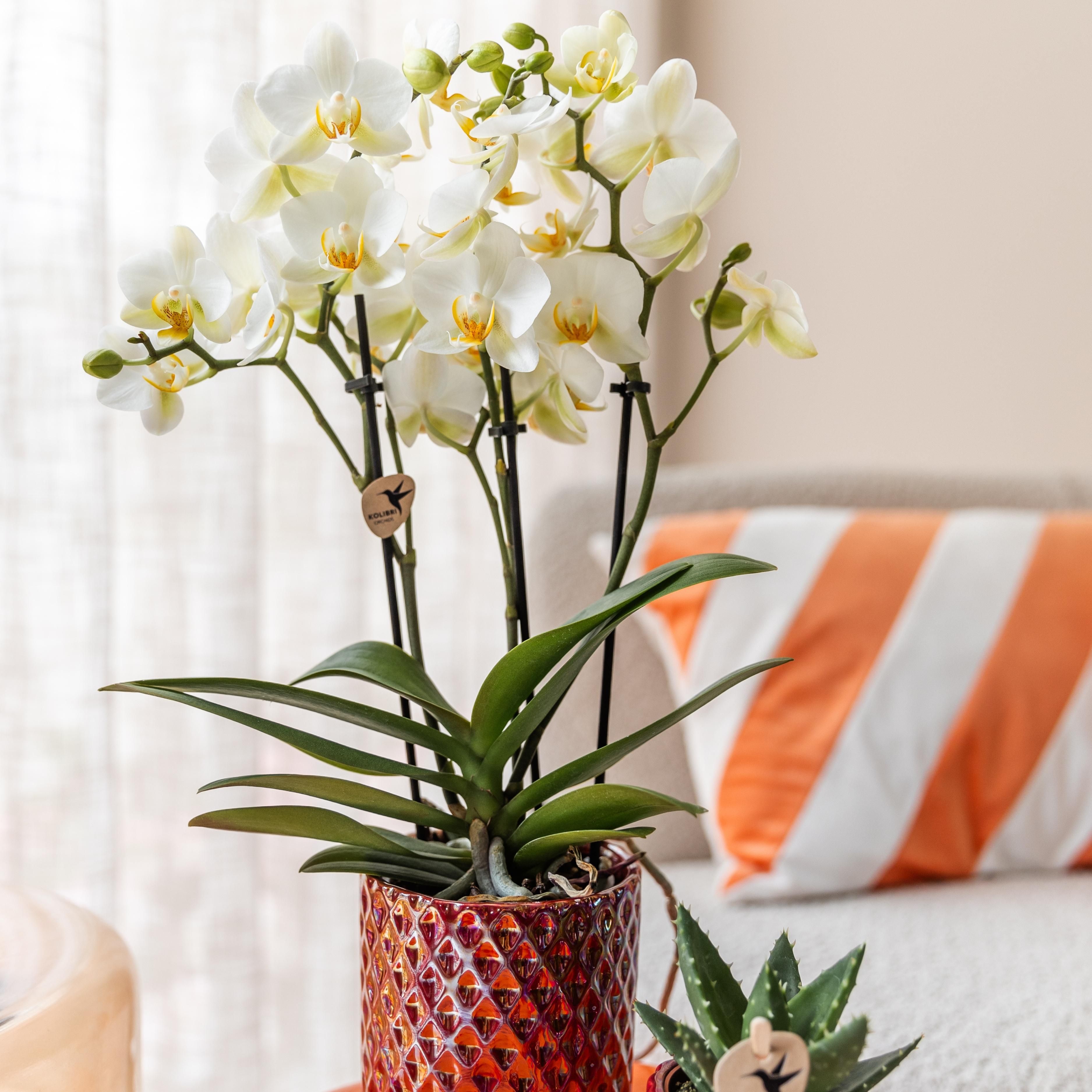 witte phalaenopsis orchidee | Lausanne (8720682780183)