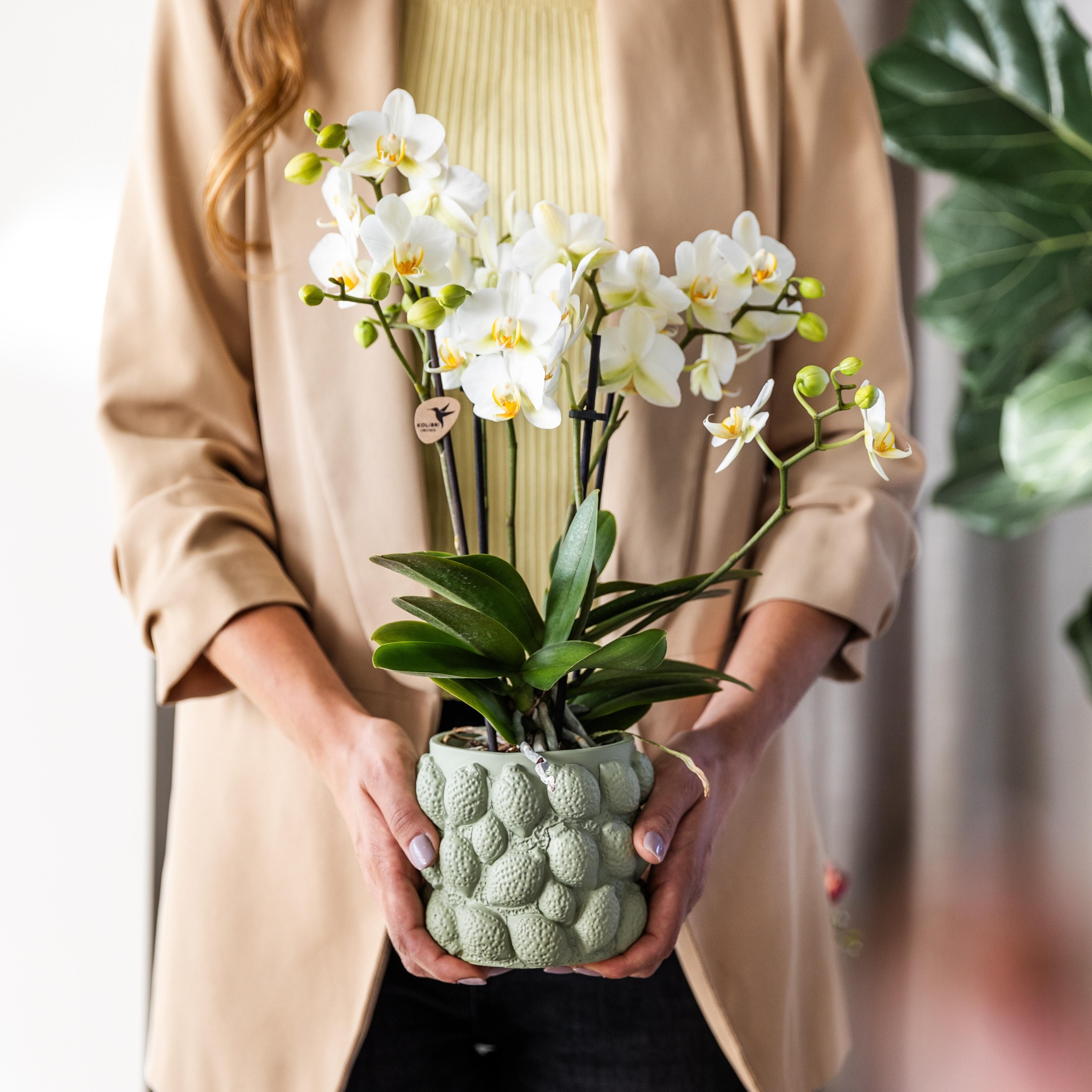 witte phalaenopsis orchidee | Lausanne (8720682780183)