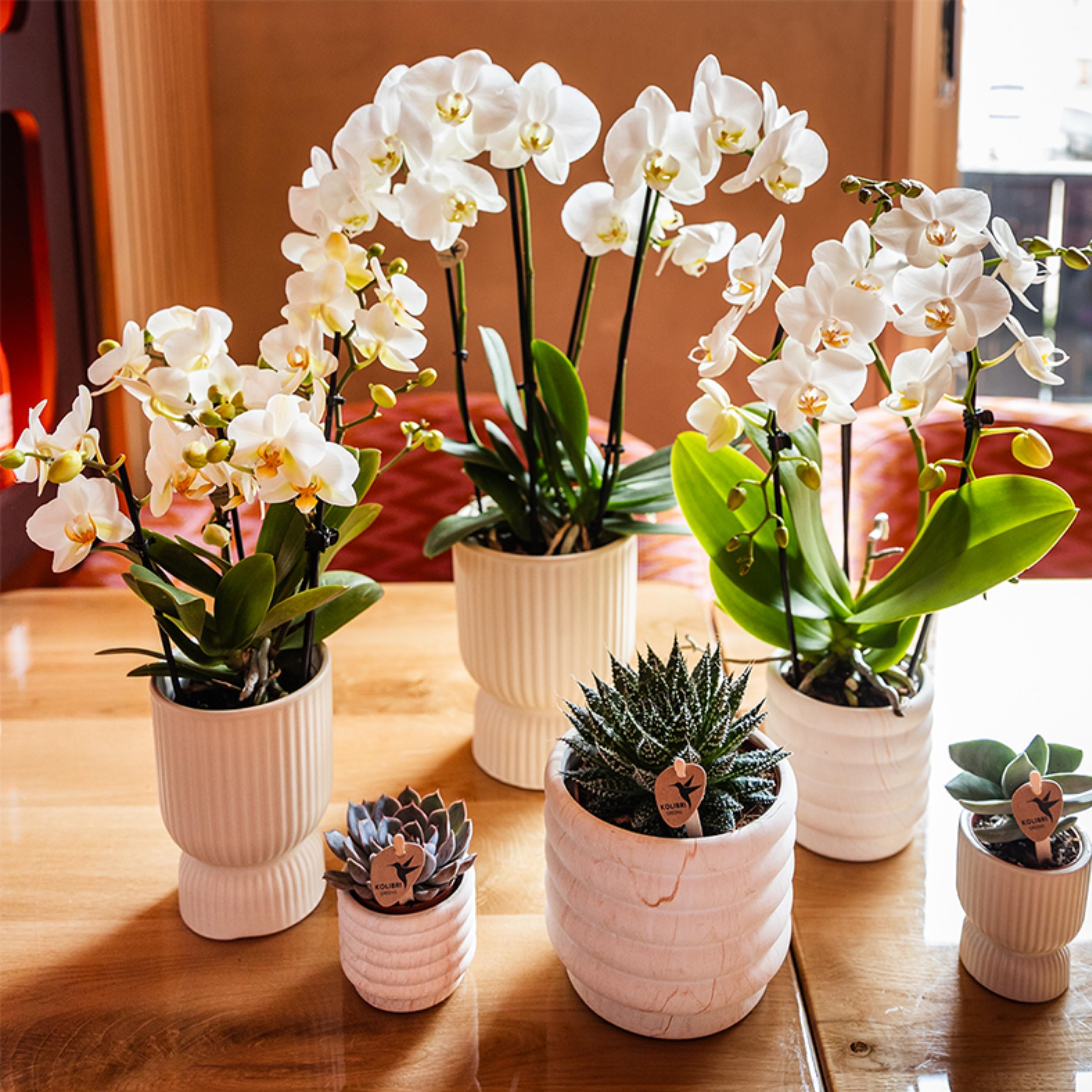 witte phalaenopsis orchidee | Lausanne (8720682780183)