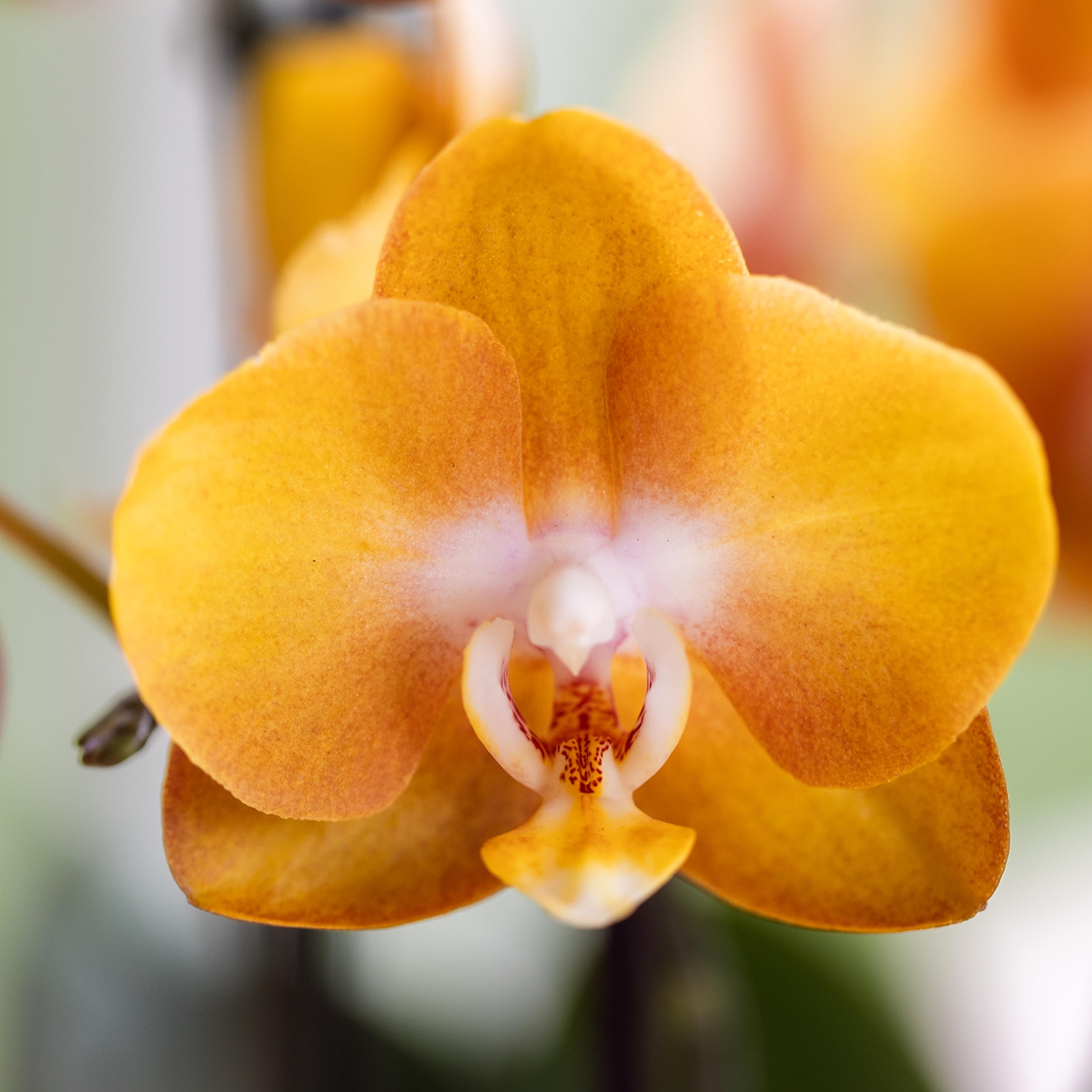 oranje gouden Phalaenopsis orchidee | Jewel Las Vegas (7421092602799)