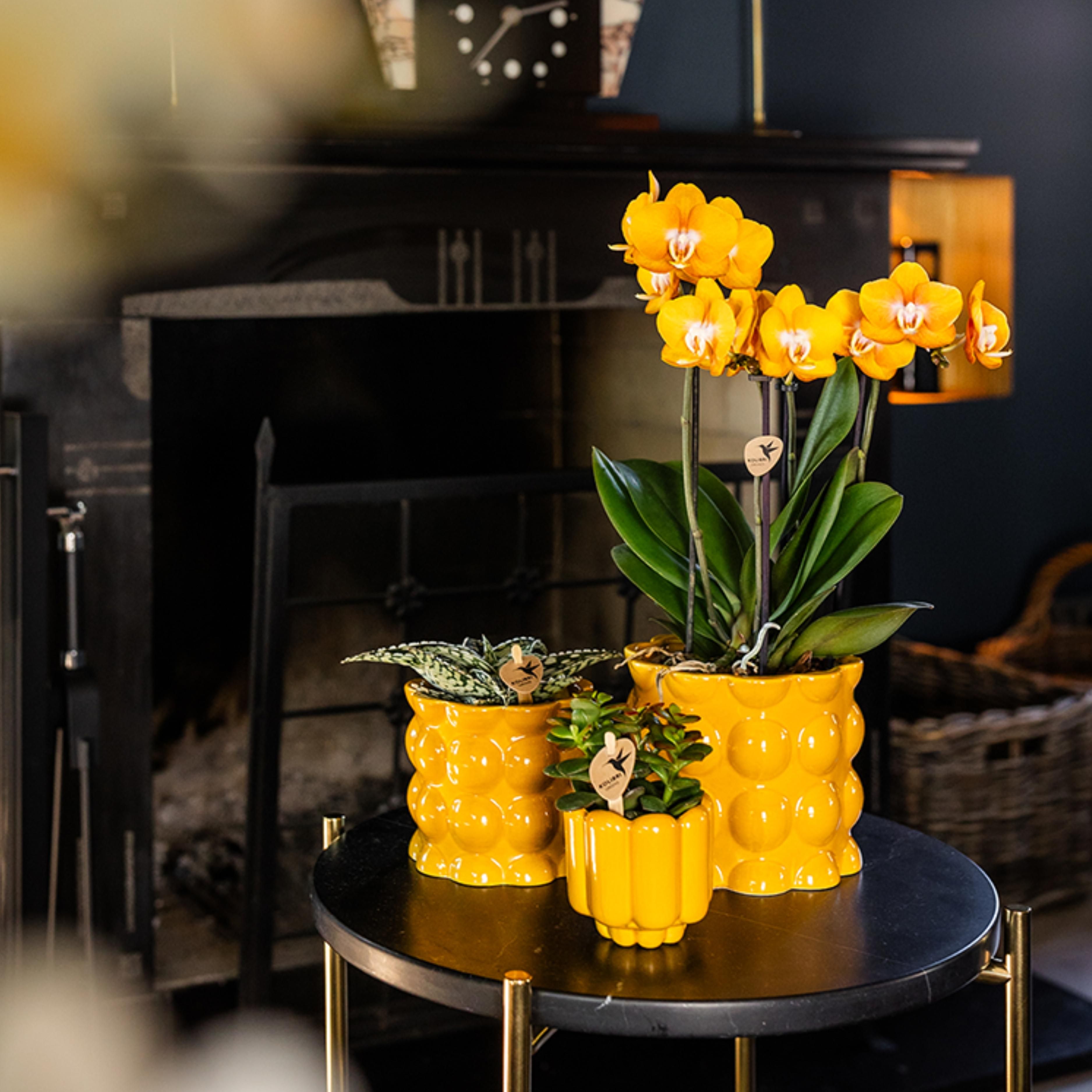 oranje gouden Phalaenopsis orchidee | Jewel Las Vegas (7421092602799)