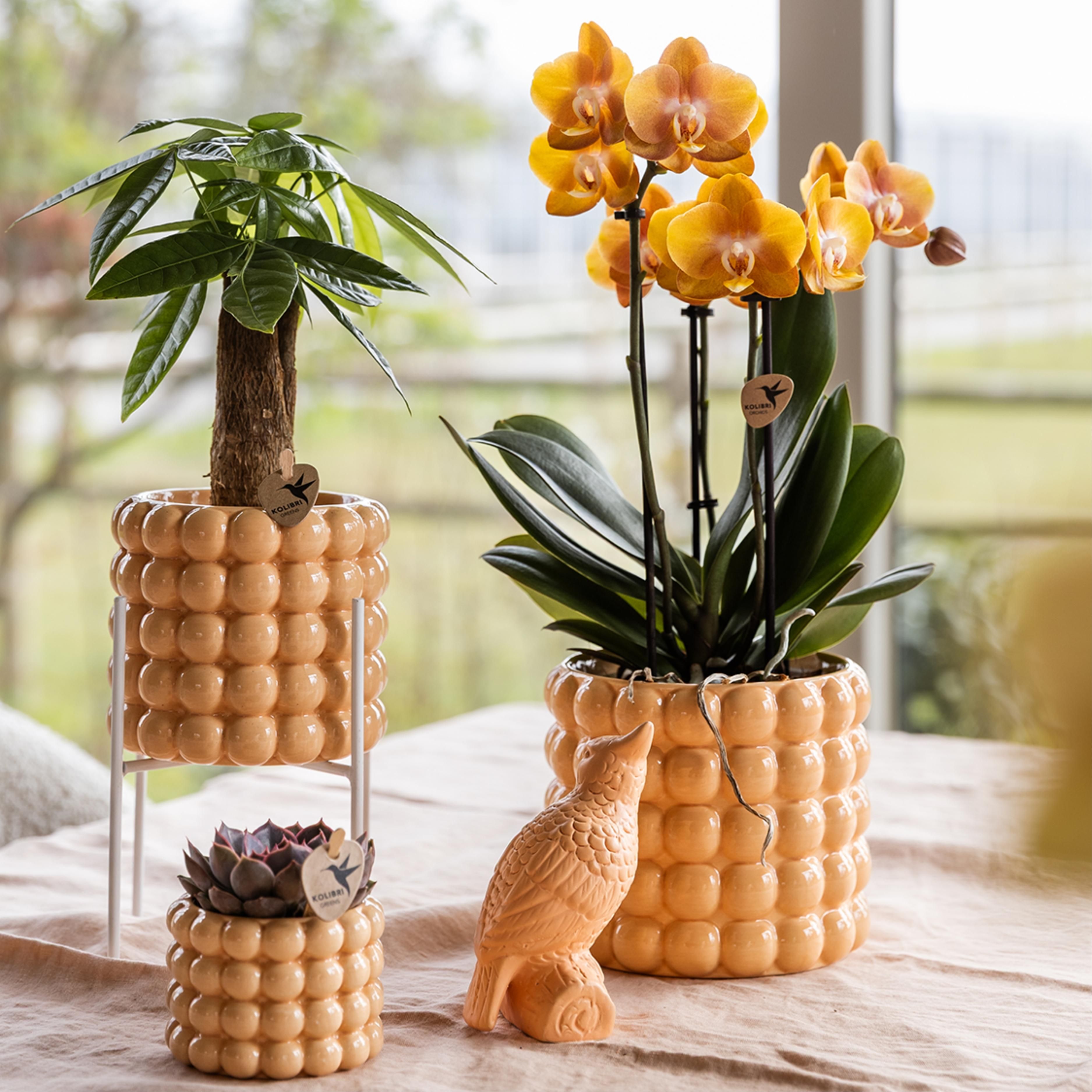 oranje gouden Phalaenopsis orchidee | Jewel Las Vegas (7421092602799)