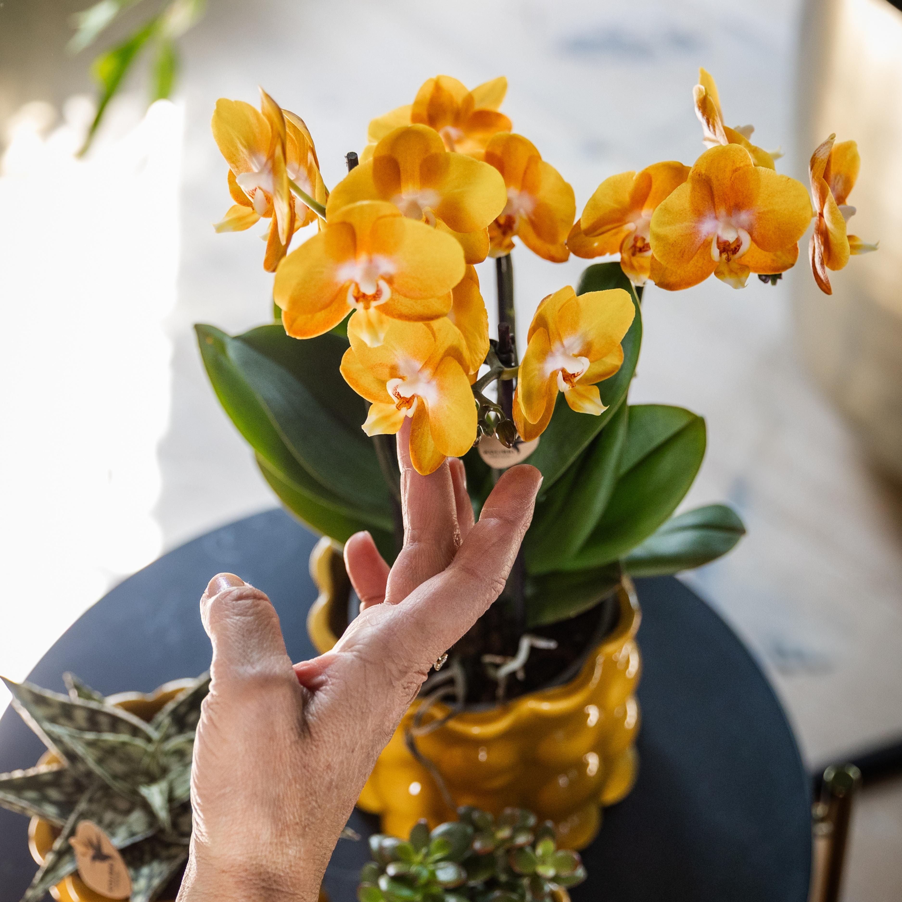 oranje gouden Phalaenopsis orchidee | Jewel Las Vegas (7421092602799)