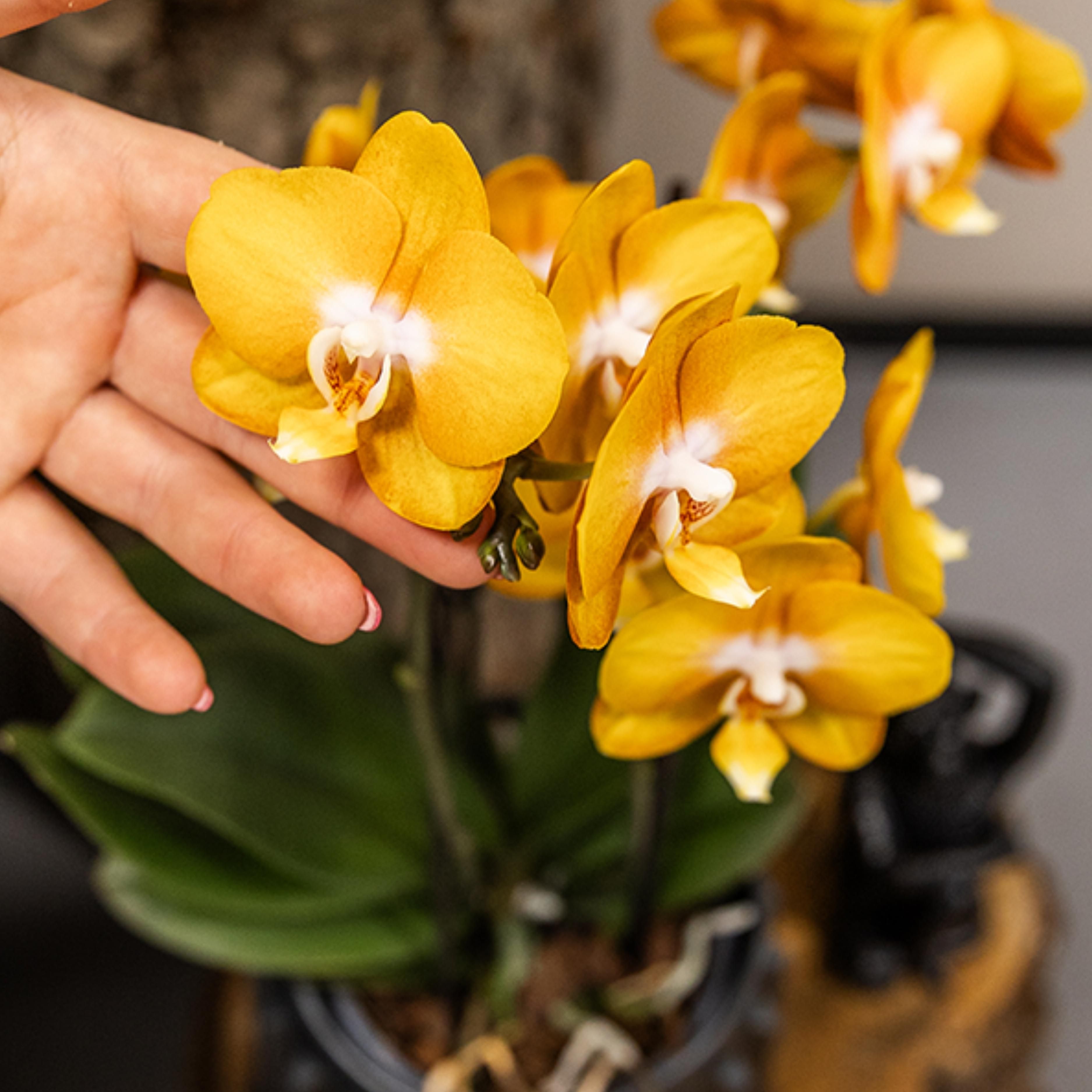 oranje gouden Phalaenopsis orchidee | Jewel Las Vegas (7421092602799)