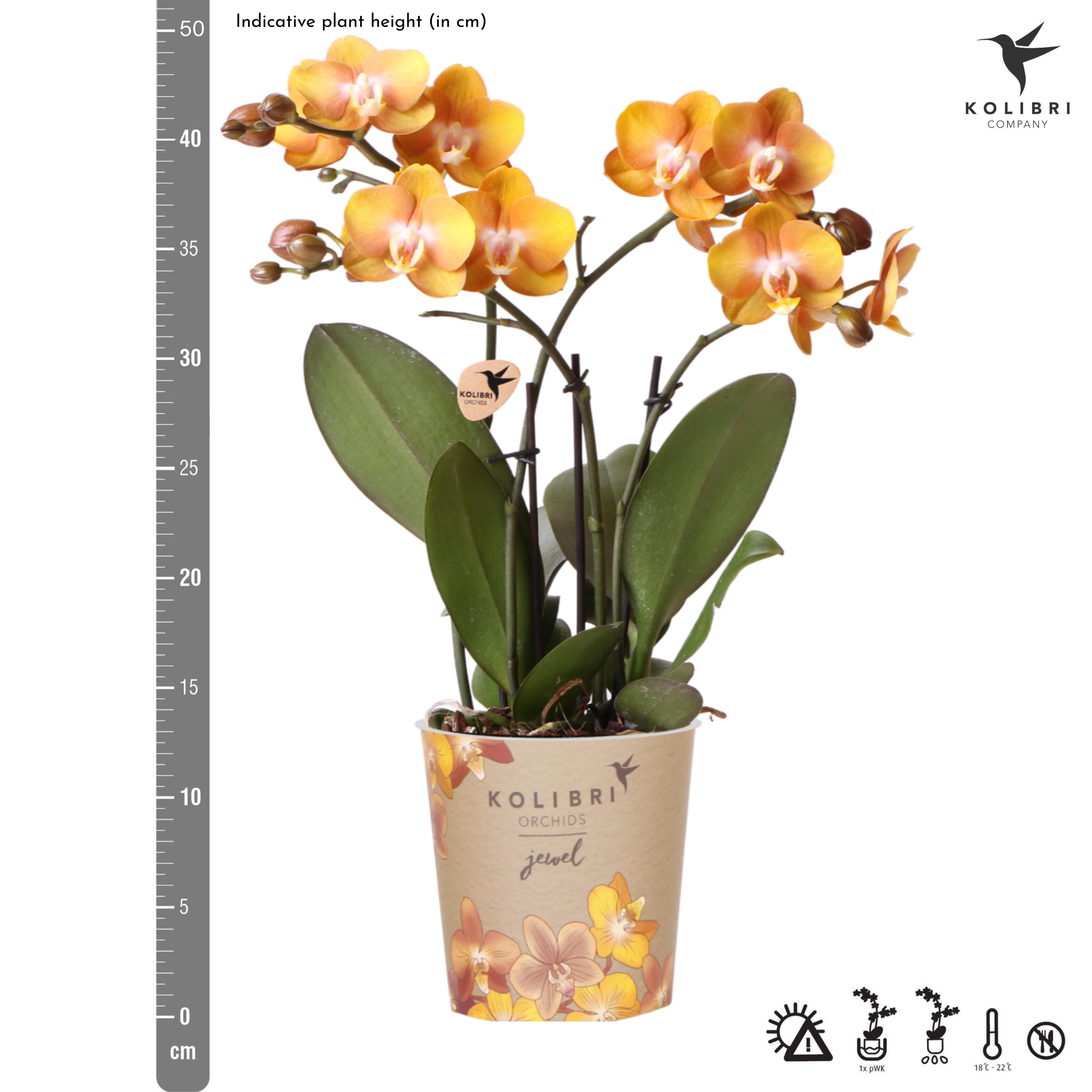 oranje gouden Phalaenopsis orchidee | Jewel Las Vegas (7421092602799)
