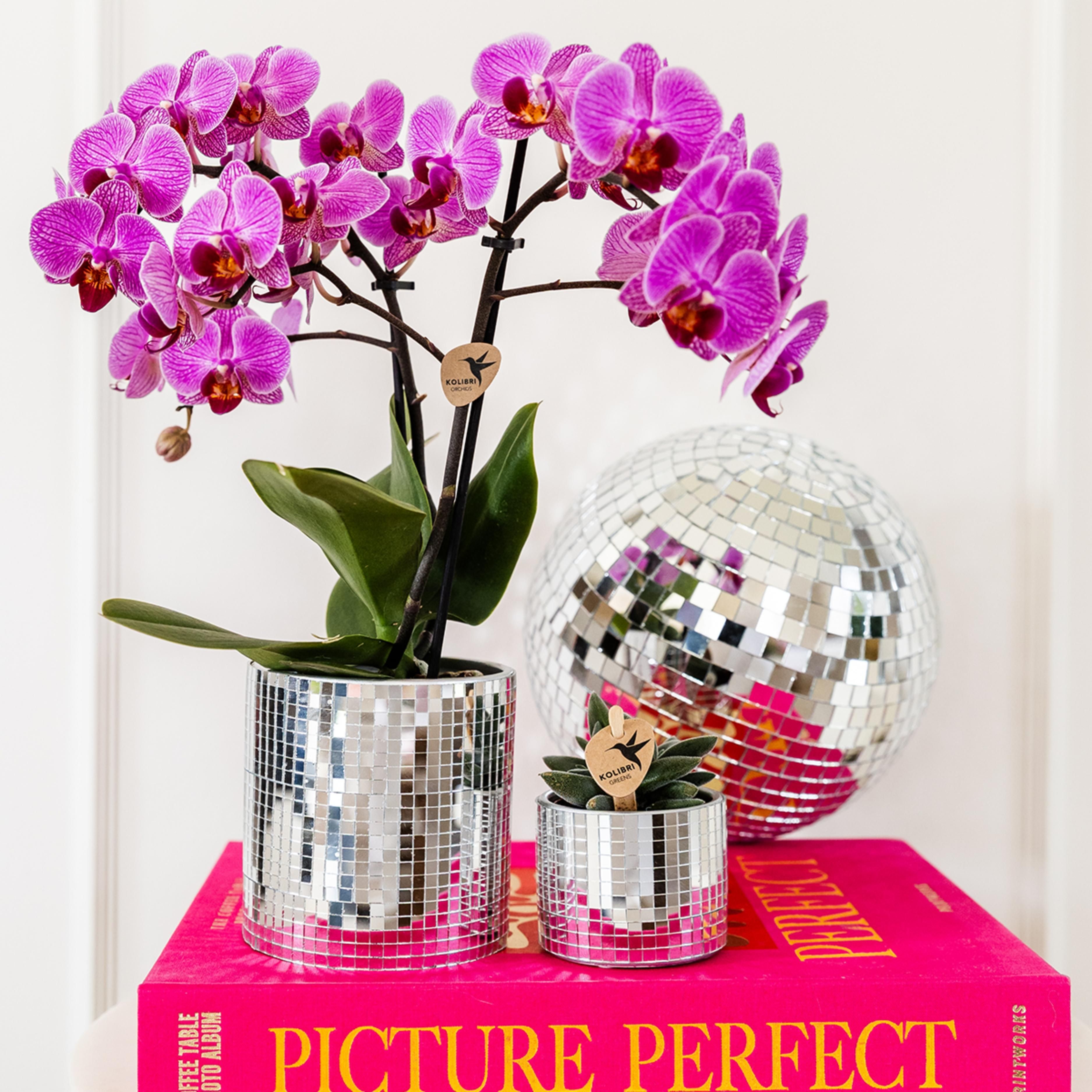 paars/roze Phalaenopsis orchidee | Vienna (8720682780091)