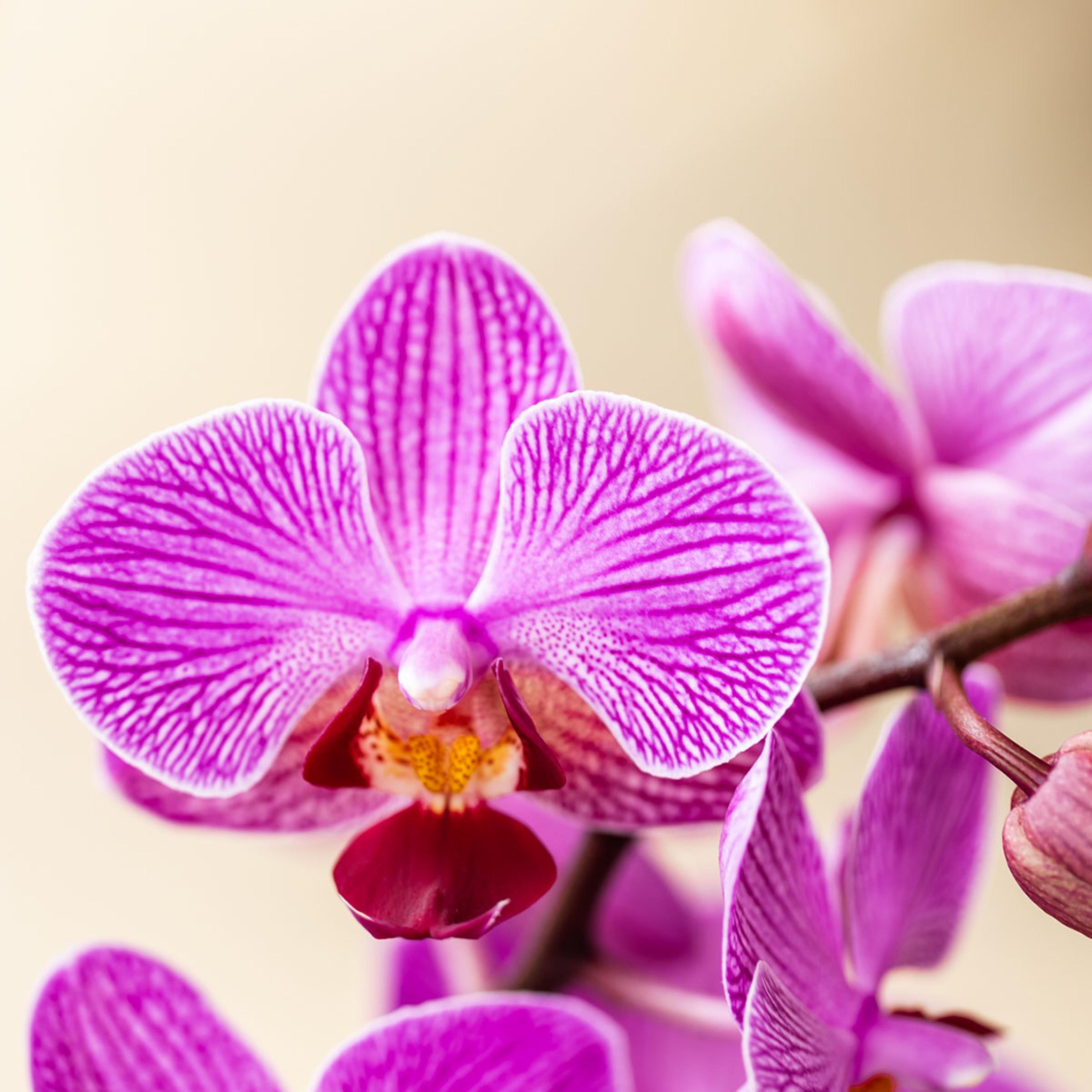 paars/roze Phalaenopsis orchidee | Vienna (8720682780091)