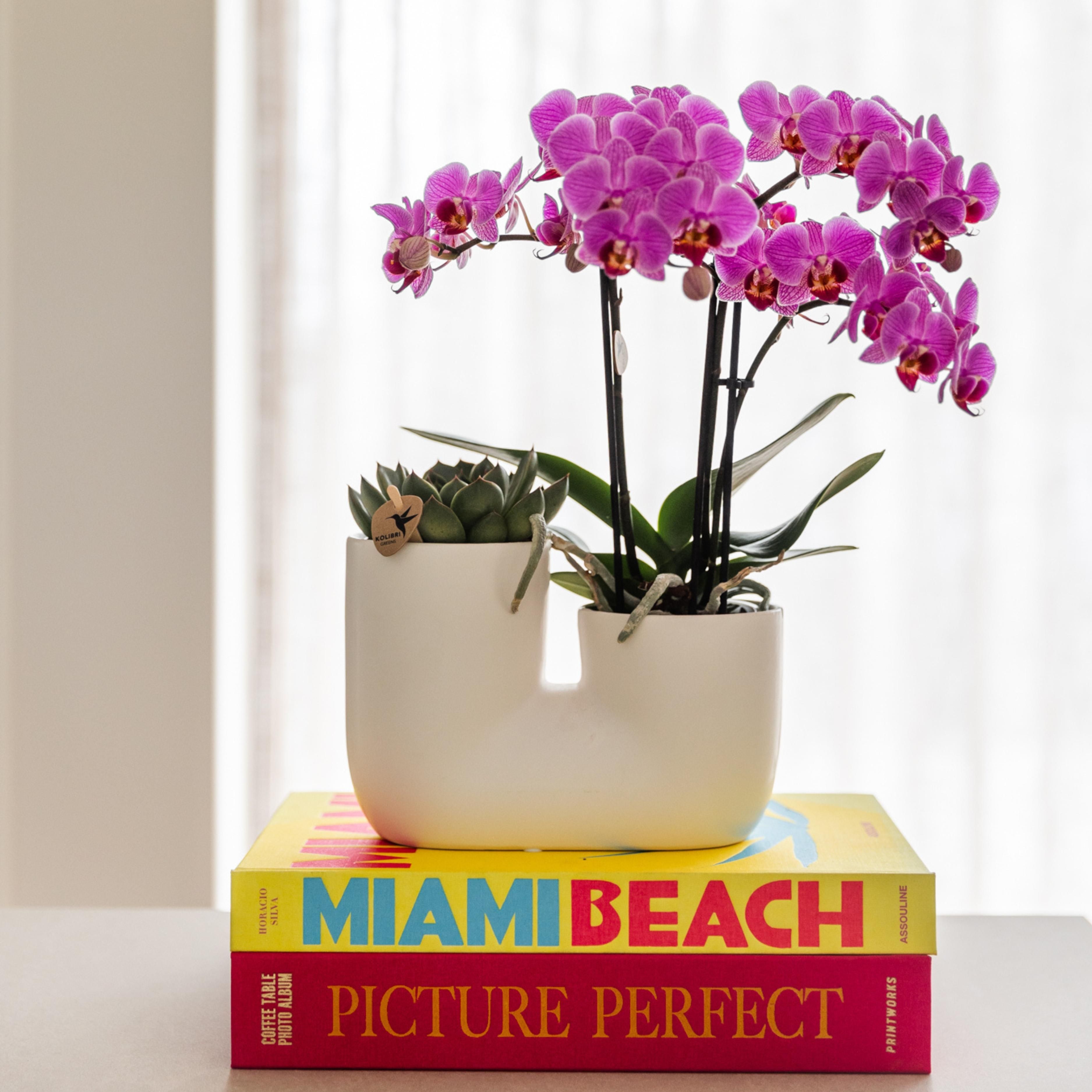 paars/roze Phalaenopsis orchidee | Vienna (8720682780091)