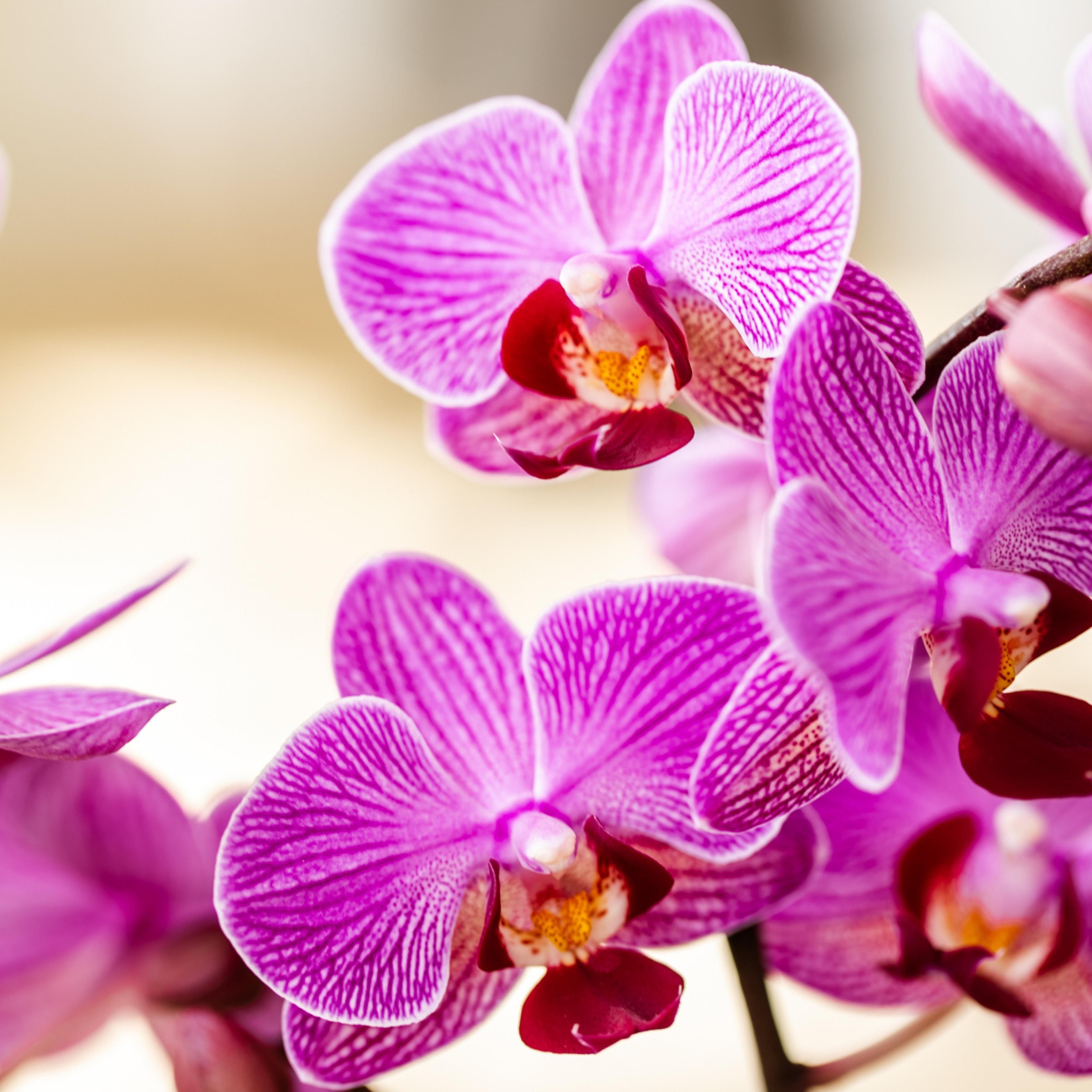 paars/roze Phalaenopsis orchidee | Vienna (8720682780091)