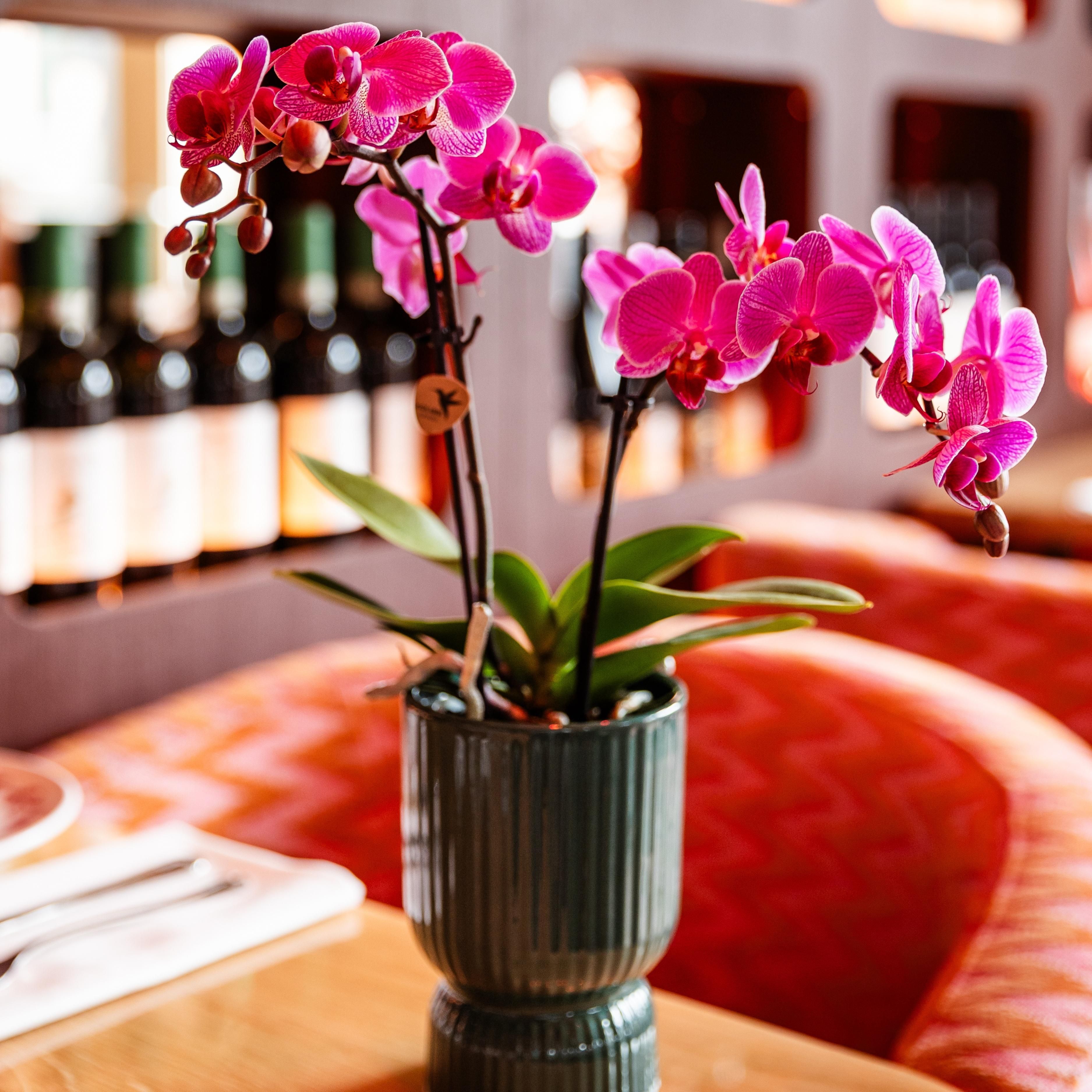 paars/roze Phalaenopsis orchidee | Vienna (8720682780091)