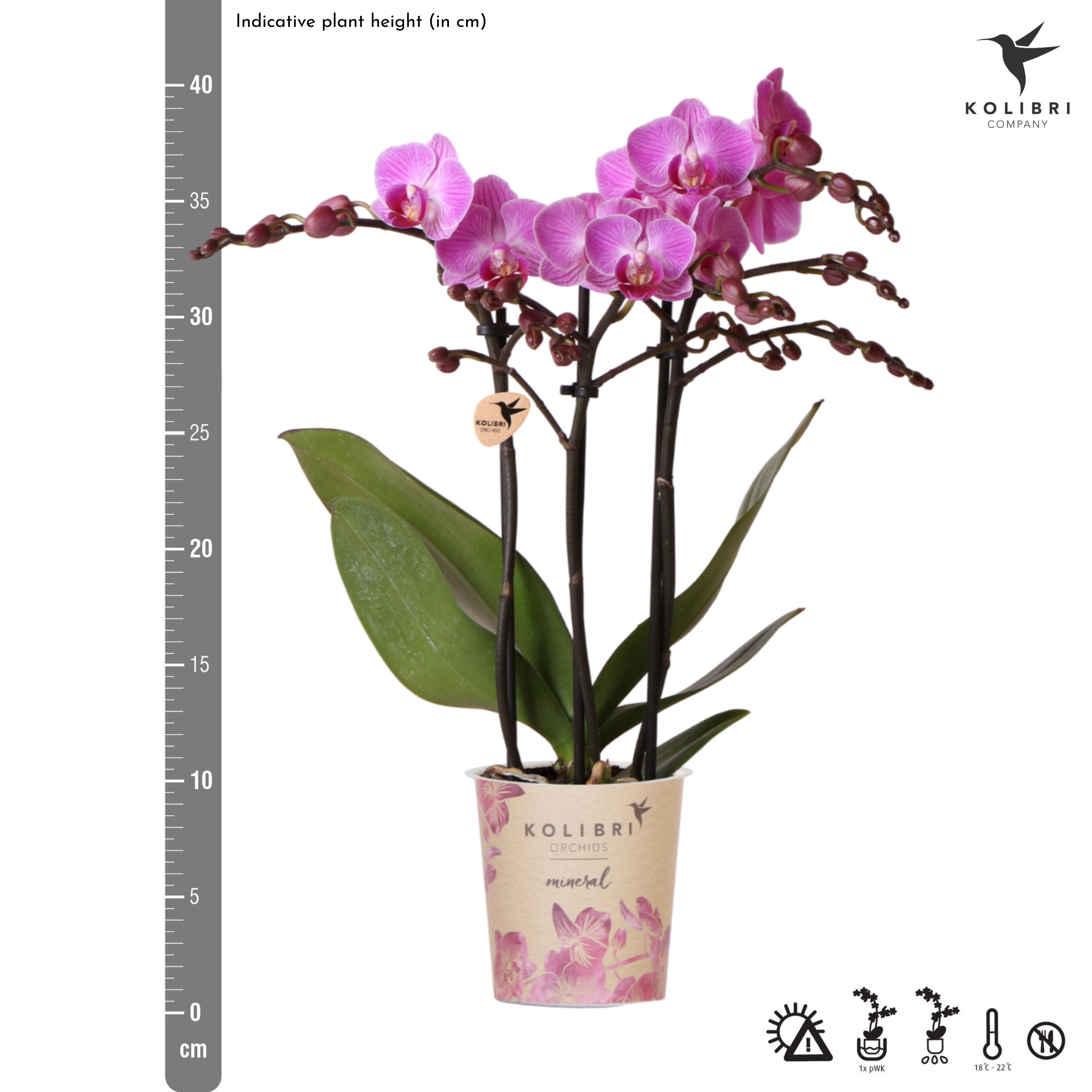 paars/roze Phalaenopsis orchidee | Vienna (8720682780091)