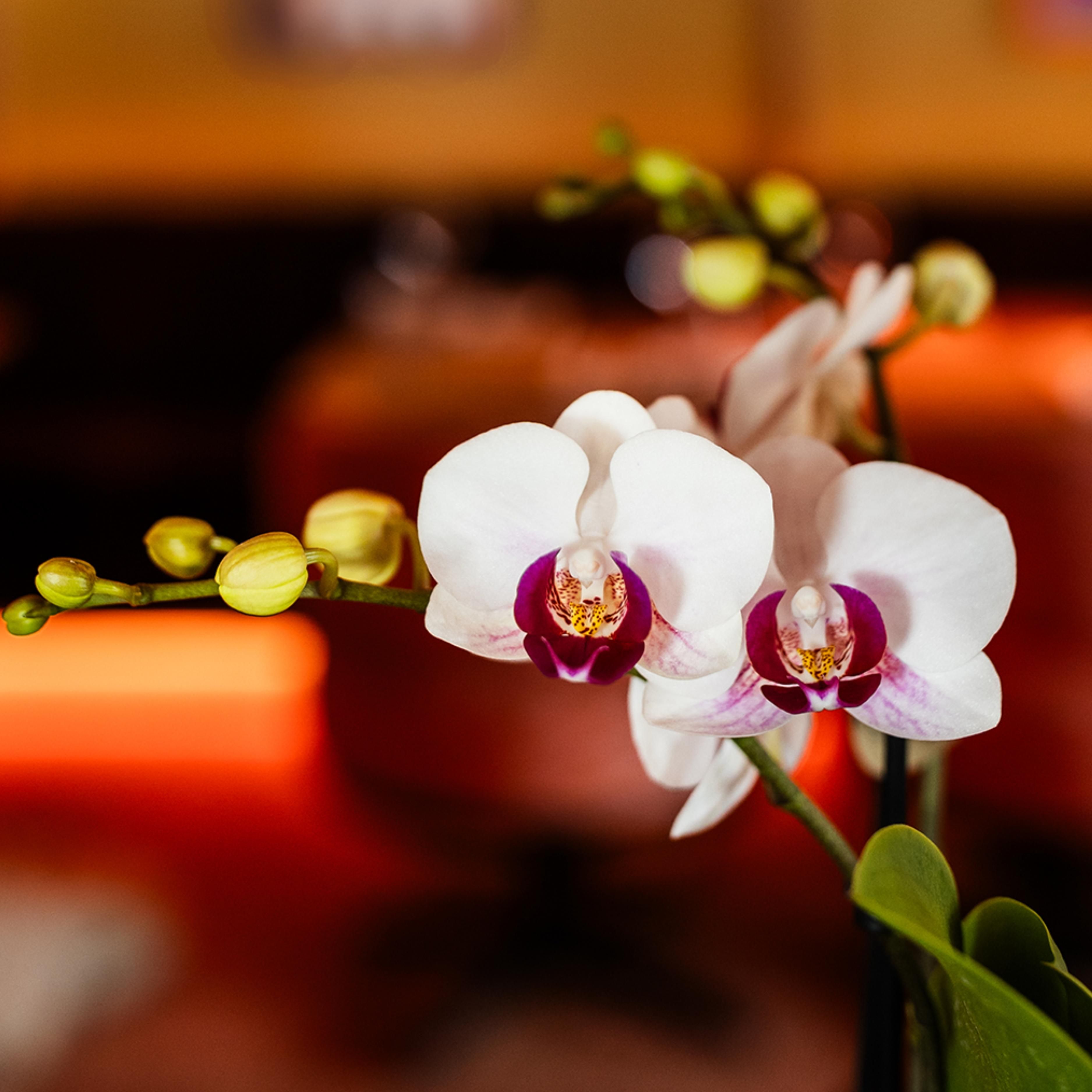 witte Phalaenopsis orchidee | Gibraltar (8720682780190)