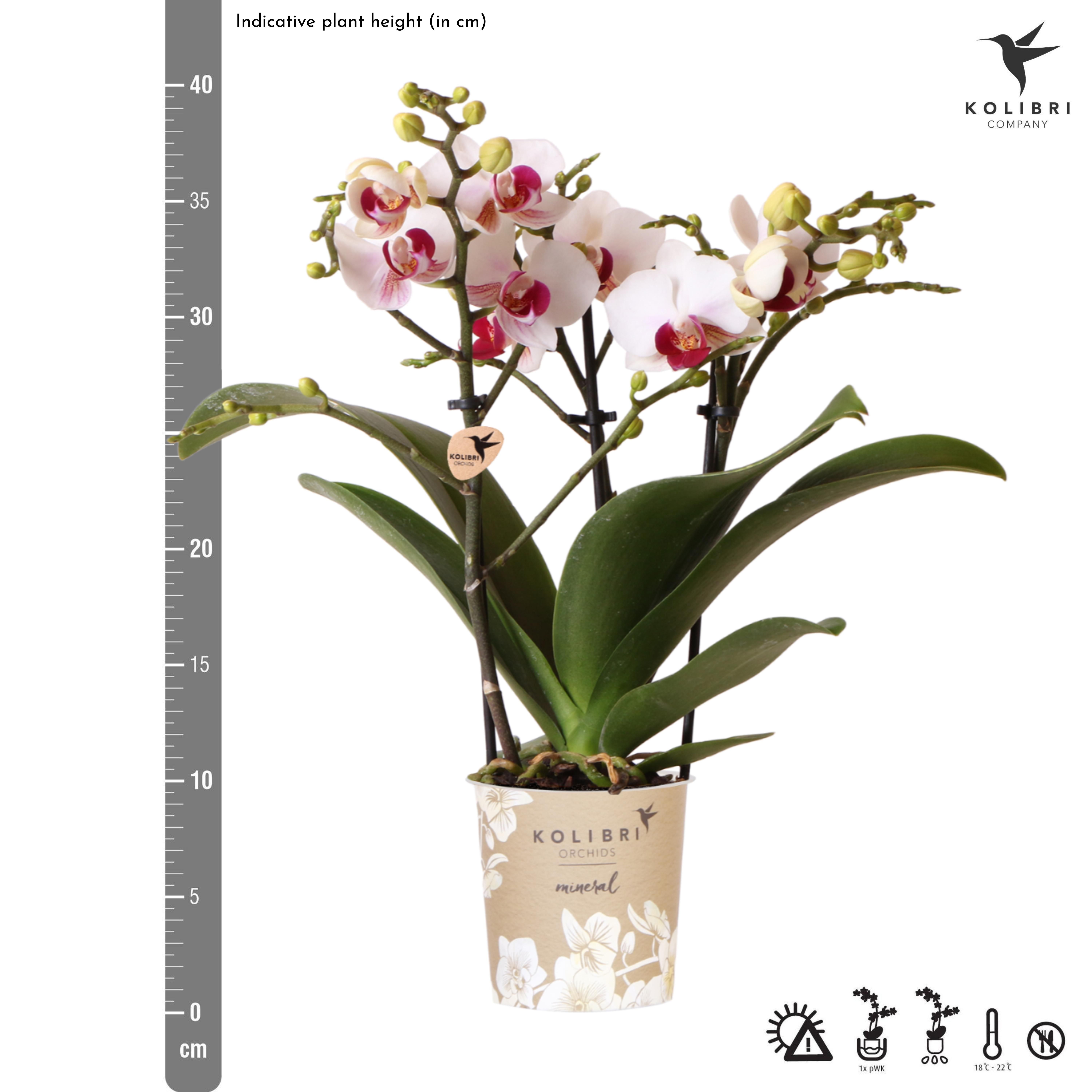 witte Phalaenopsis orchidee | Gibraltar (8720682780190)