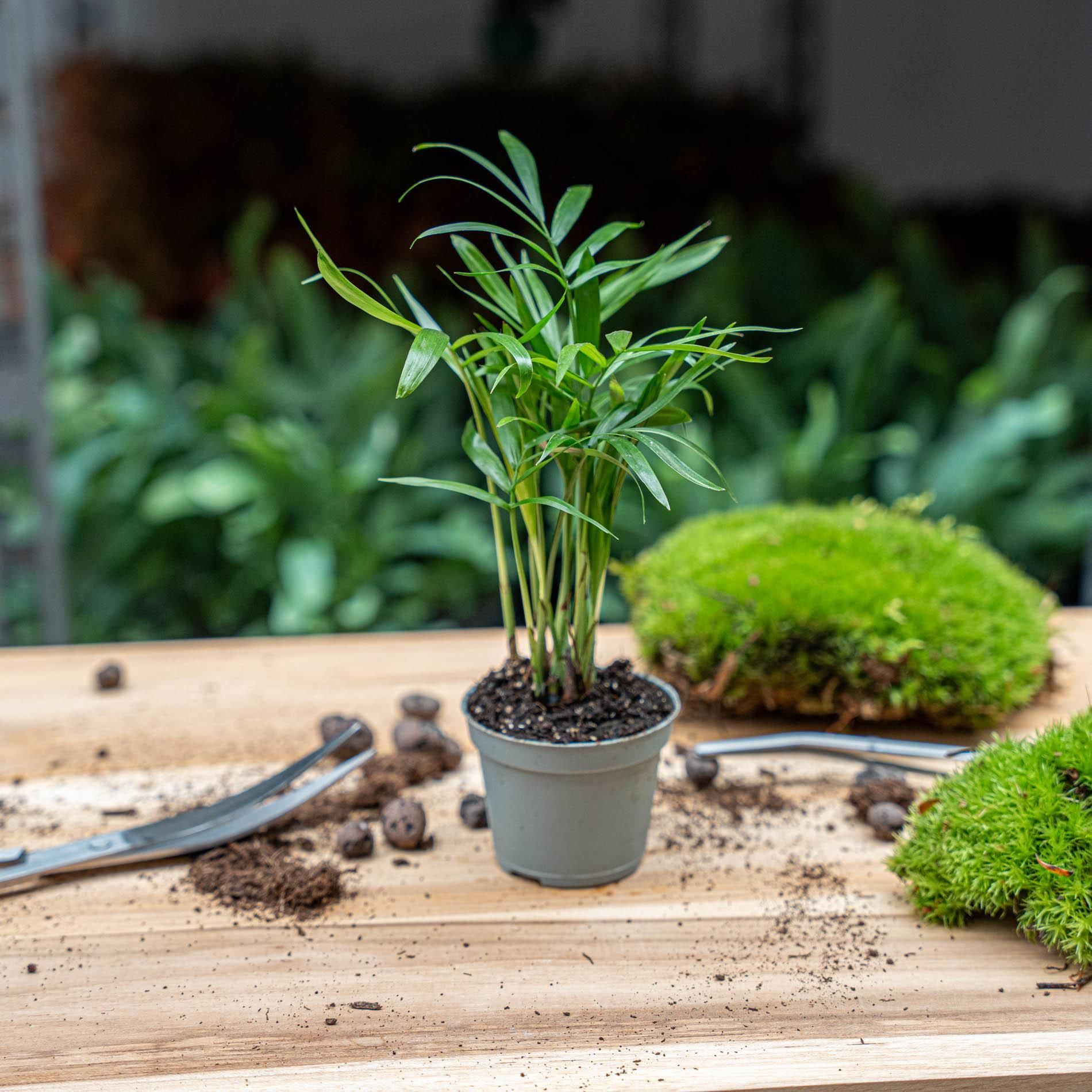 Parlour Palm - Chamaedorea elegans 'baby' - Terrarium plant - potmaat 6 (8720872022499)