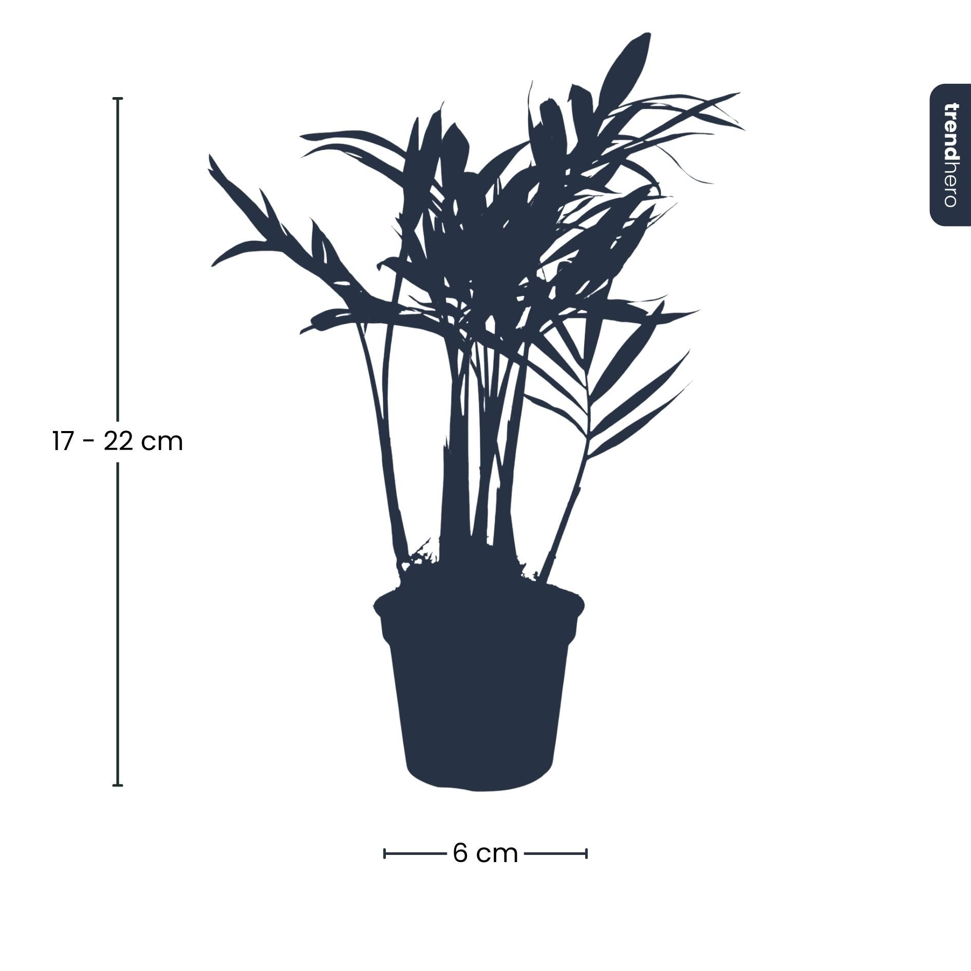 Parlour Palm - Chamaedorea elegans 'baby' - Terrarium plant - potmaat 6 (8720872022499)