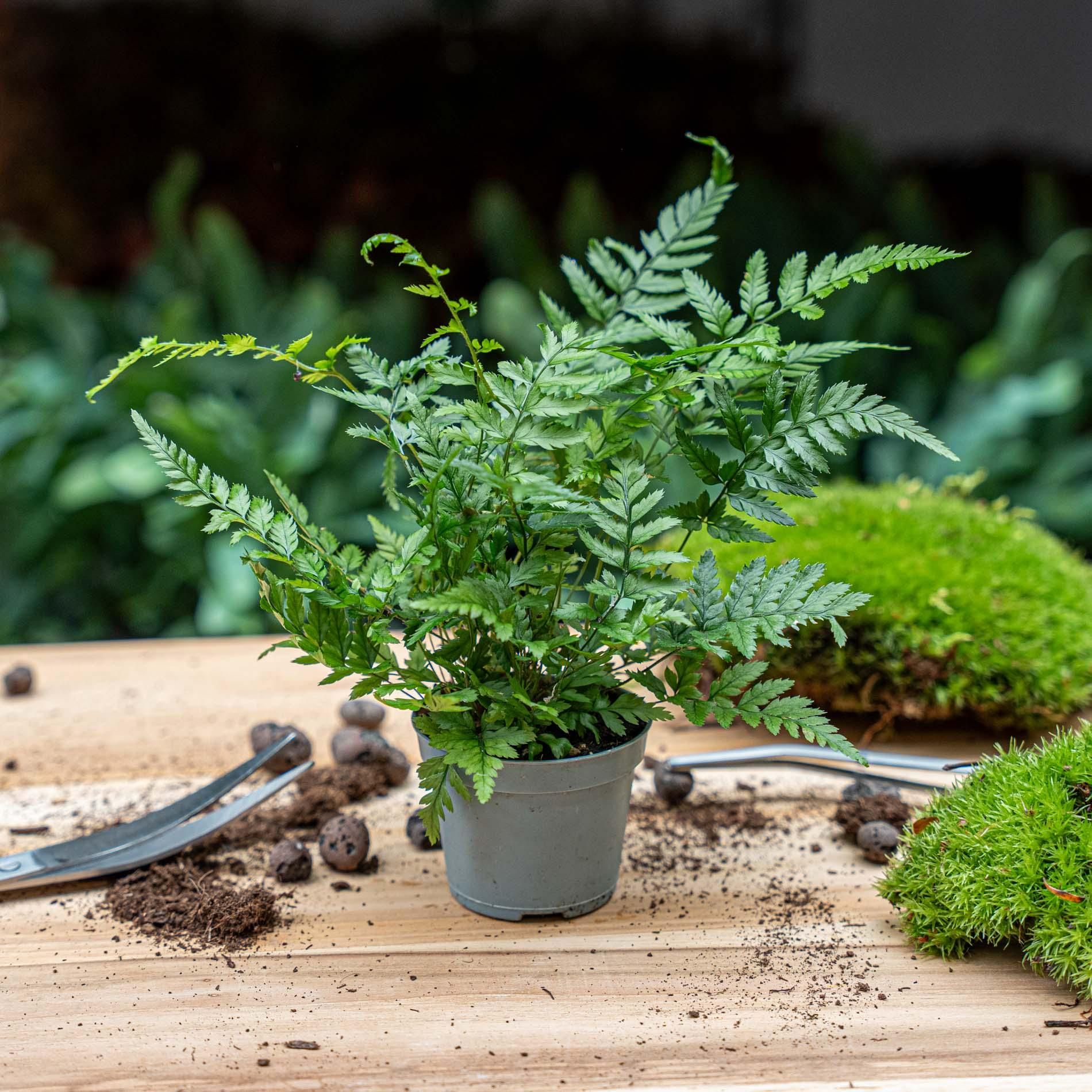 Varen - Athyrium spicatum - Terrarium plant - Potmaat 6 (8720872020860)
