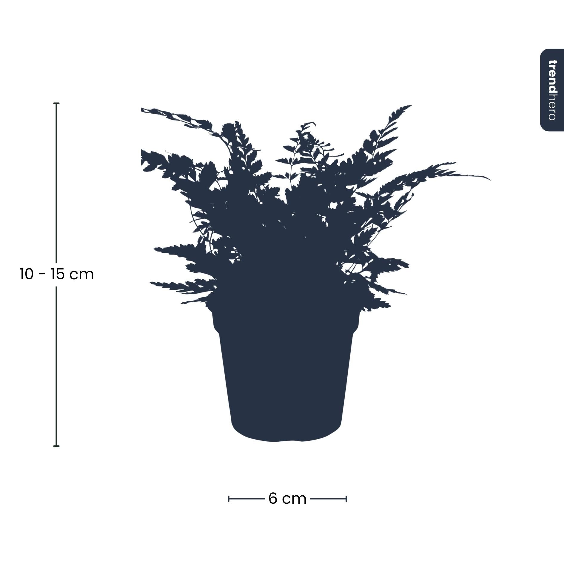 Varen - Athyrium spicatum - Terrarium plant - Potmaat 6 (8720872020860)