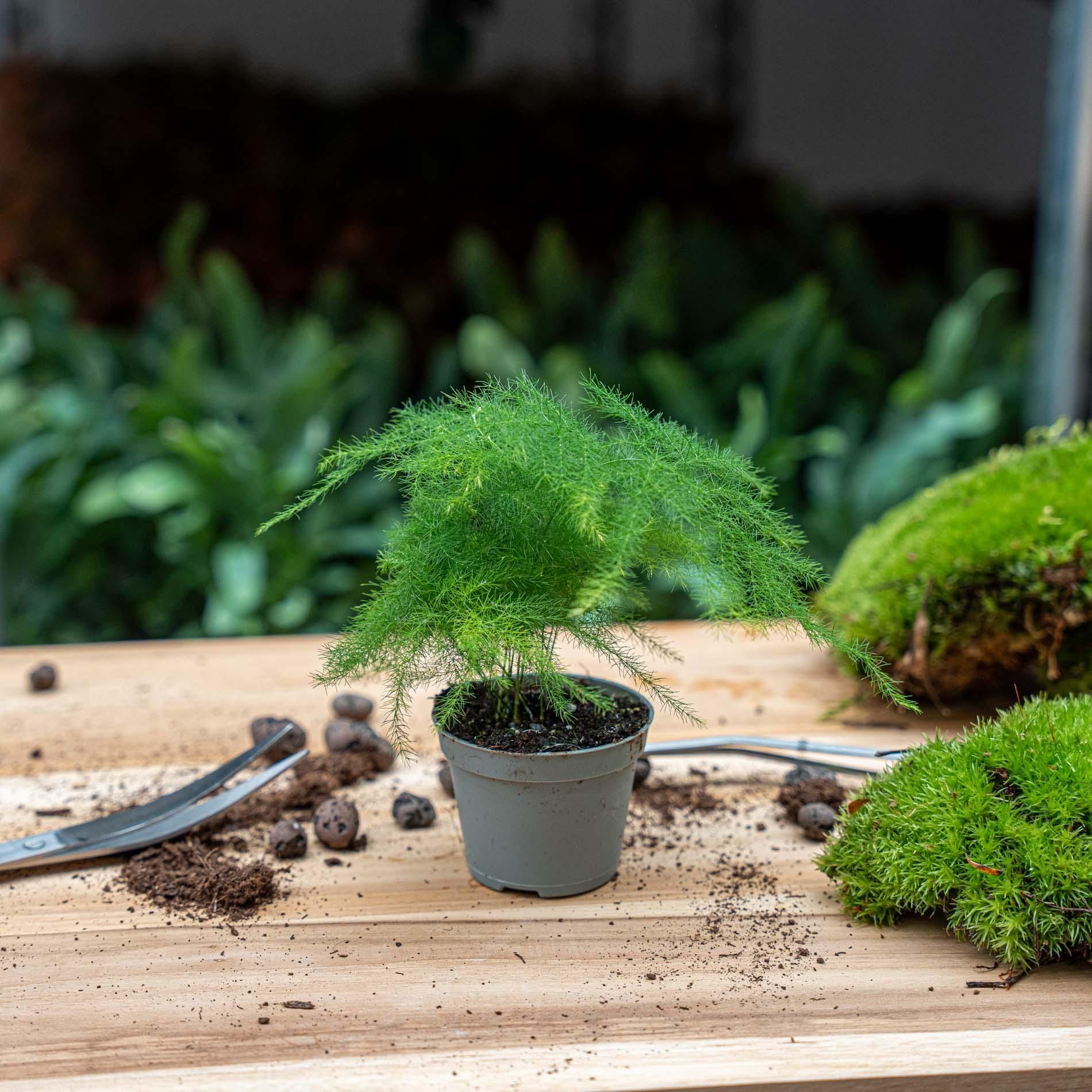 Asparagus Setaceuse Plumosus – Sierasperge - Terrarium plant - Potmaat 6 (8720872020822)