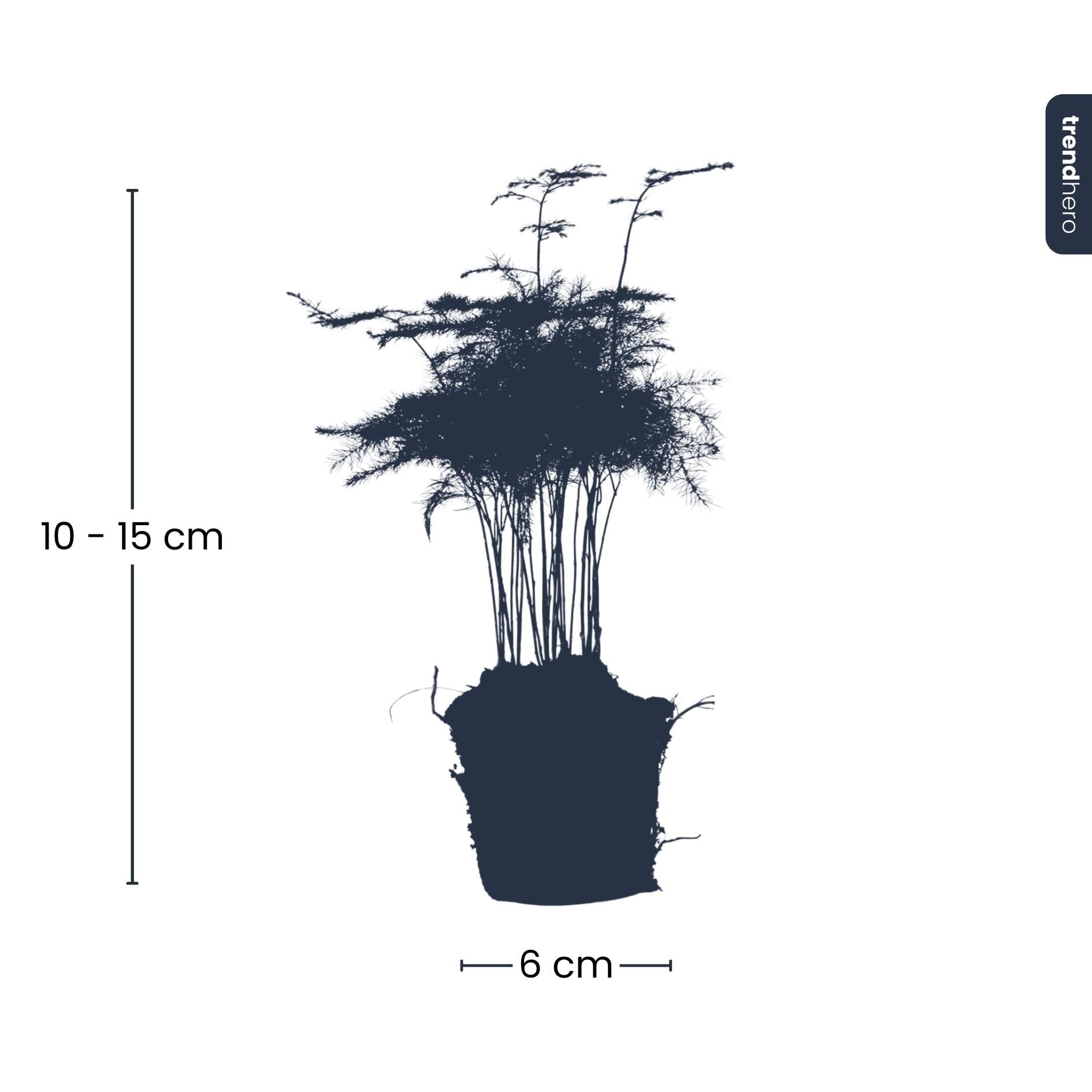Asparagus Setaceuse Plumosus – Sierasperge - Terrarium plant - Potmaat 6 (8720872020822)
