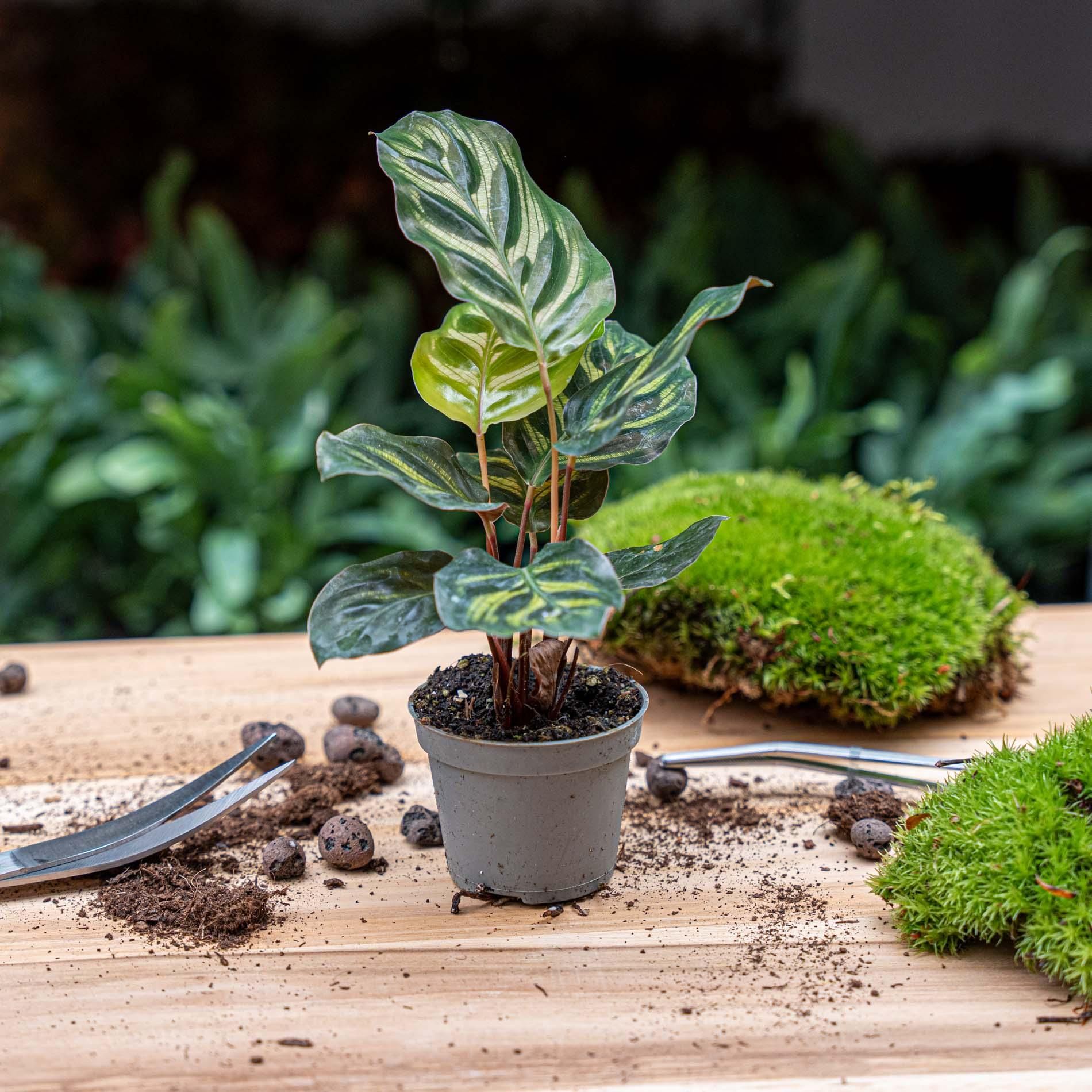 Calathea Makoyana - Pauwenplant - Terrarium plant - Potmaat 6 (8720872020846)