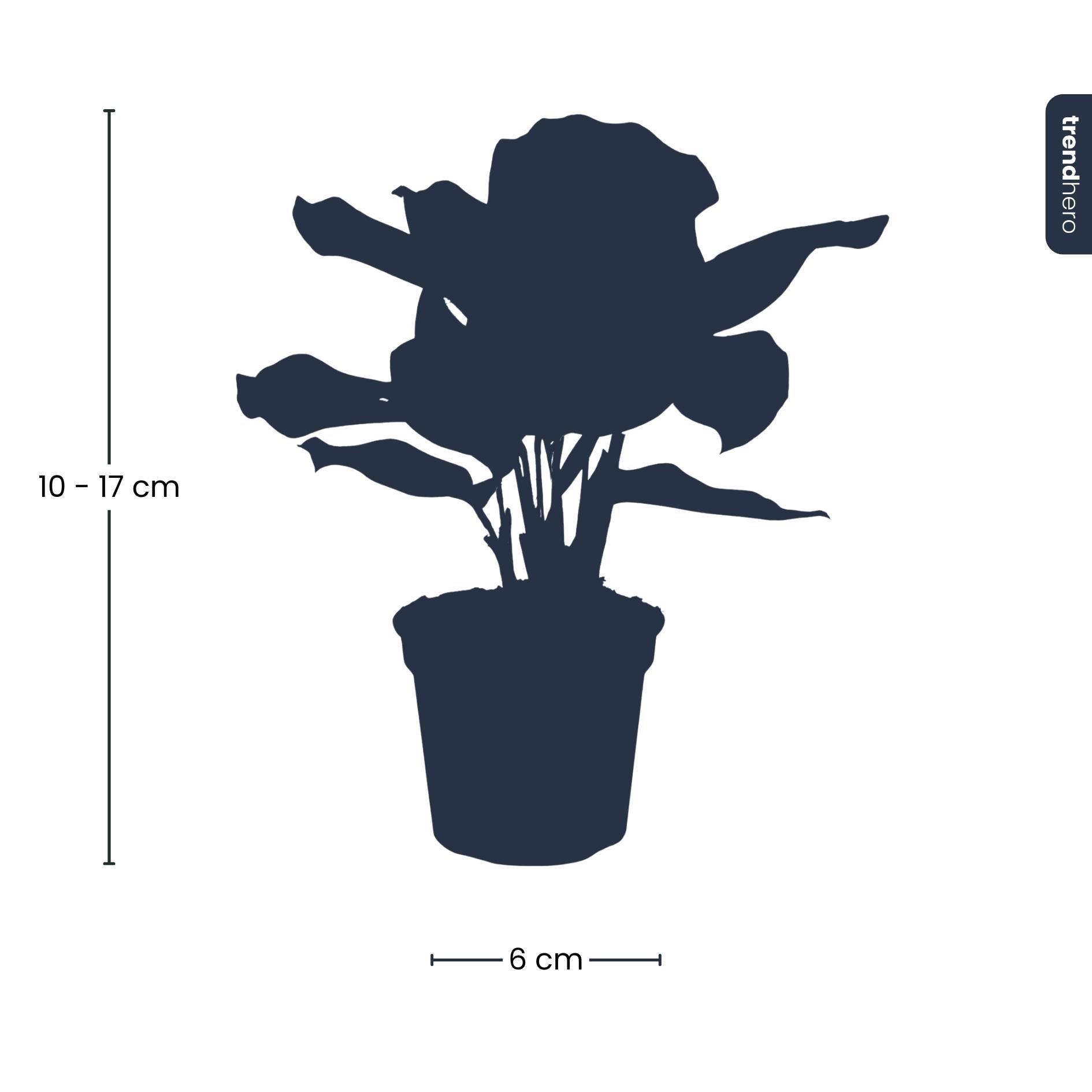 Calathea Makoyana - Pauwenplant - Terrarium plant - Potmaat 6 (8720872020846)