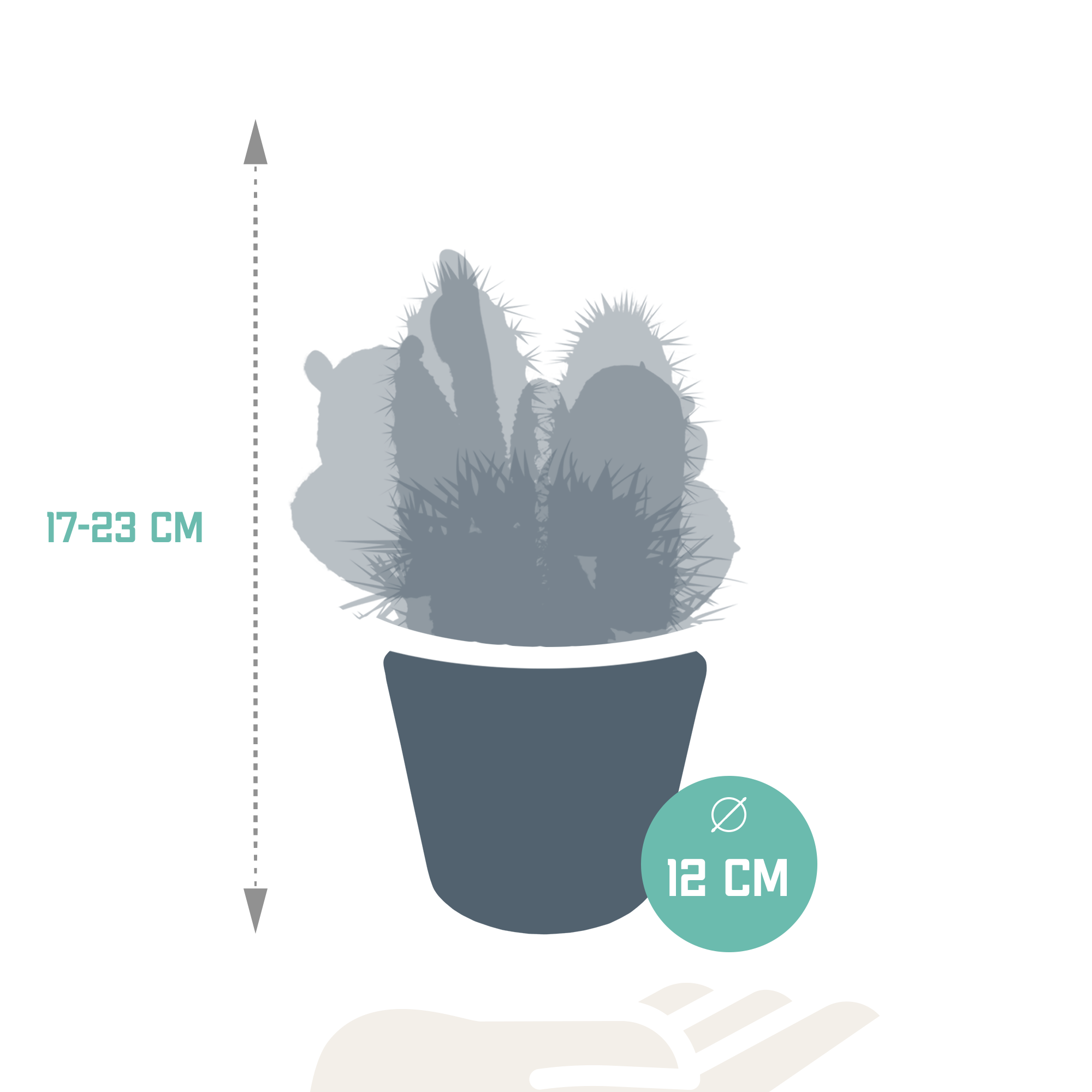 House of cactus Cactus mix 10.5 cm - 3x - in witte pot (8720618070197)