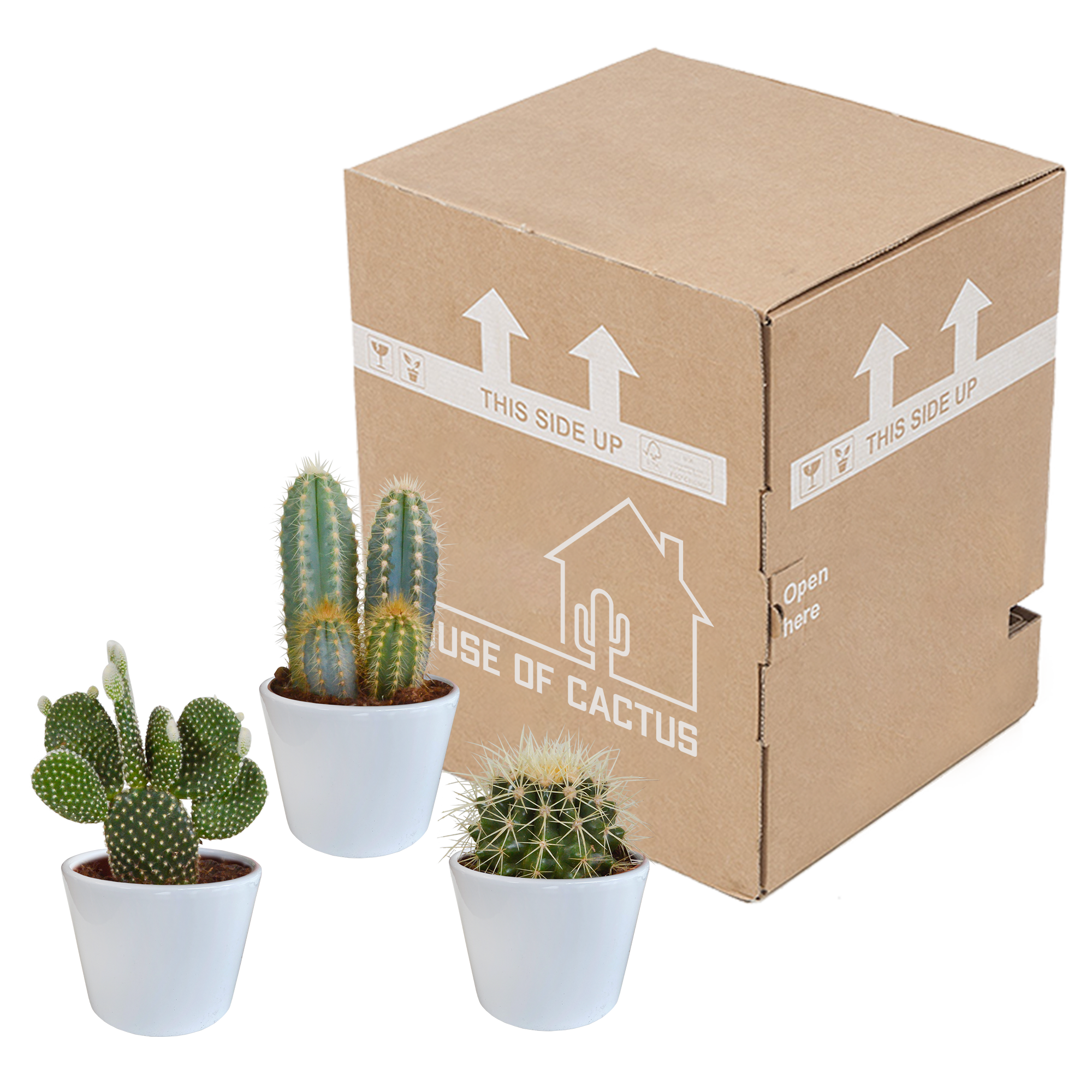 House of cactus Cactus mix 10.5 cm - 3x - in witte pot (8720618070197)