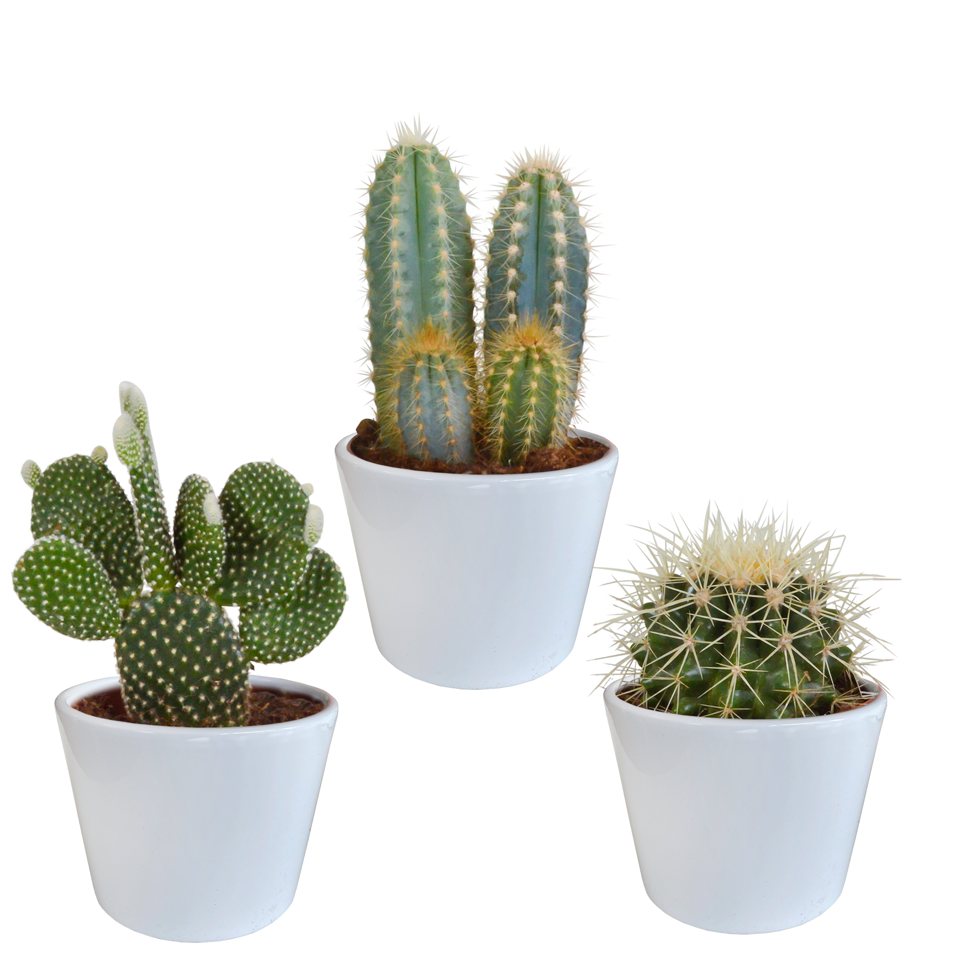 House of cactus Cactus mix 10.5 cm - 3x - in witte pot (8720618070197)