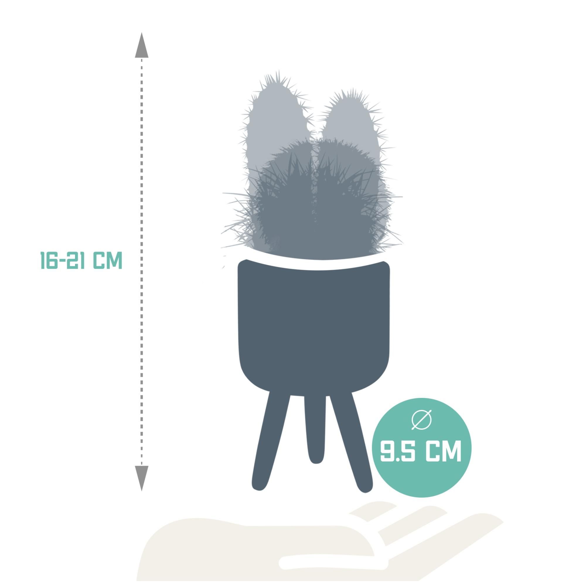 House of cactus Cactus mix 8.5 cm - 3x - in Mexicaanse pot (8720387961207)