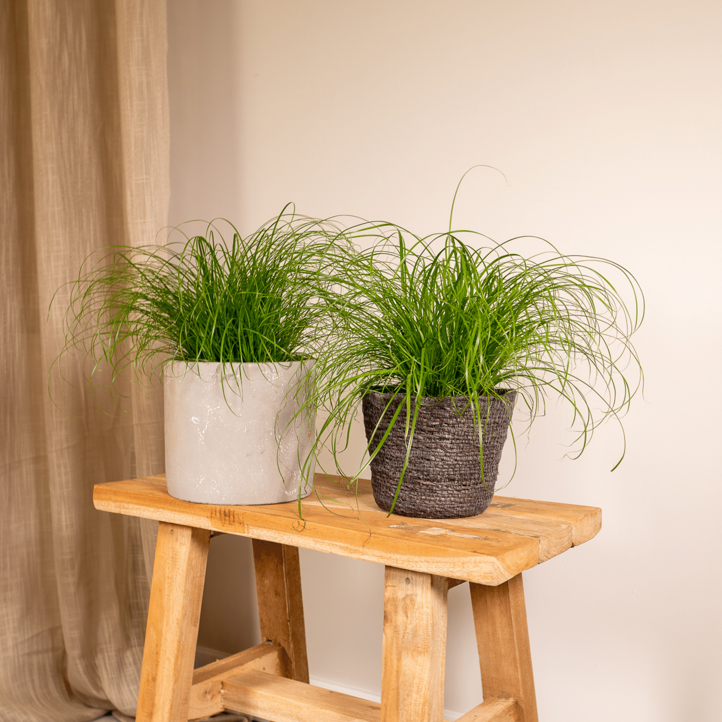 Cyperus Alternifolius (Kattengras) - 2 stuks (10238)