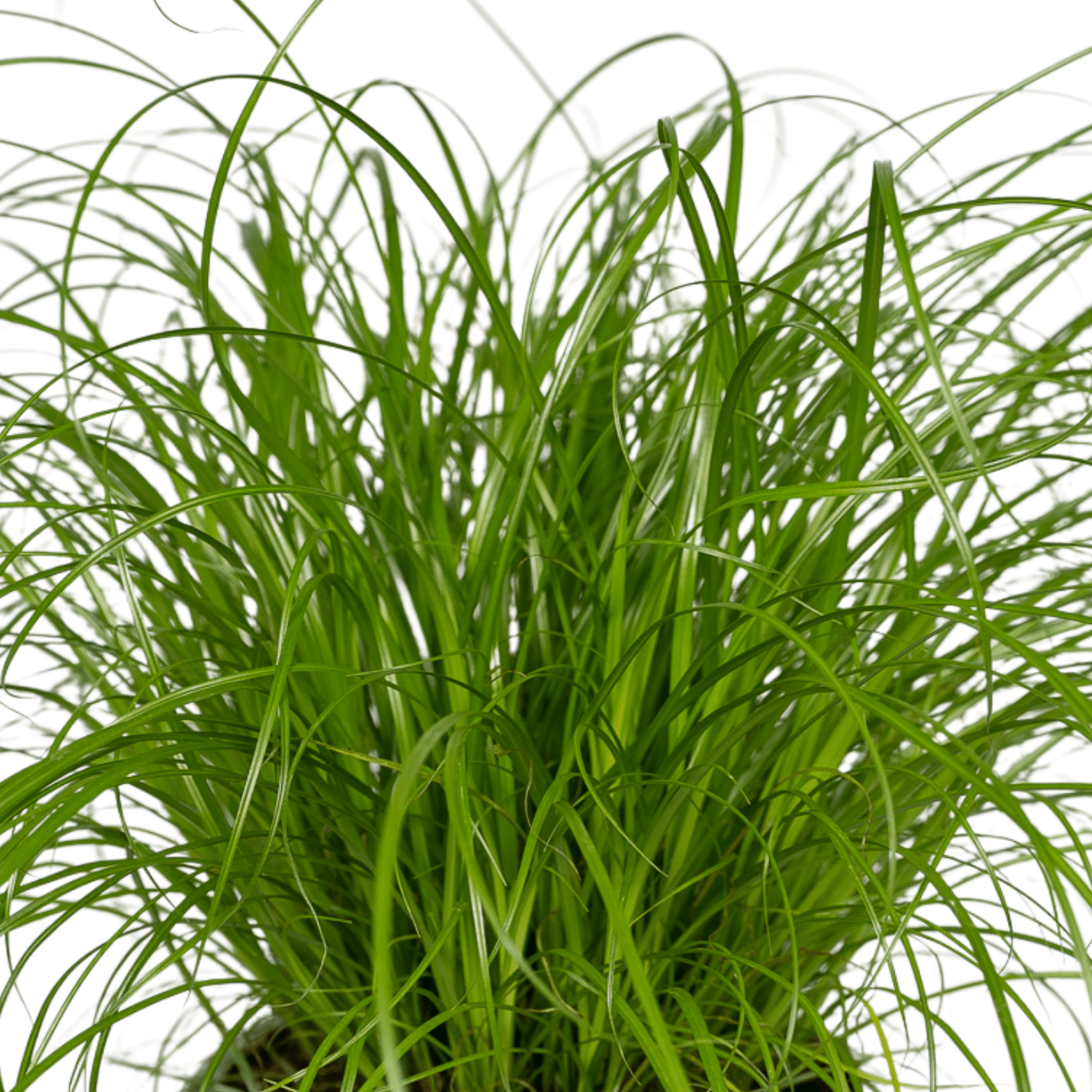 Cyperus Alternifolius (Kattengras) - 2 stuks (10238)