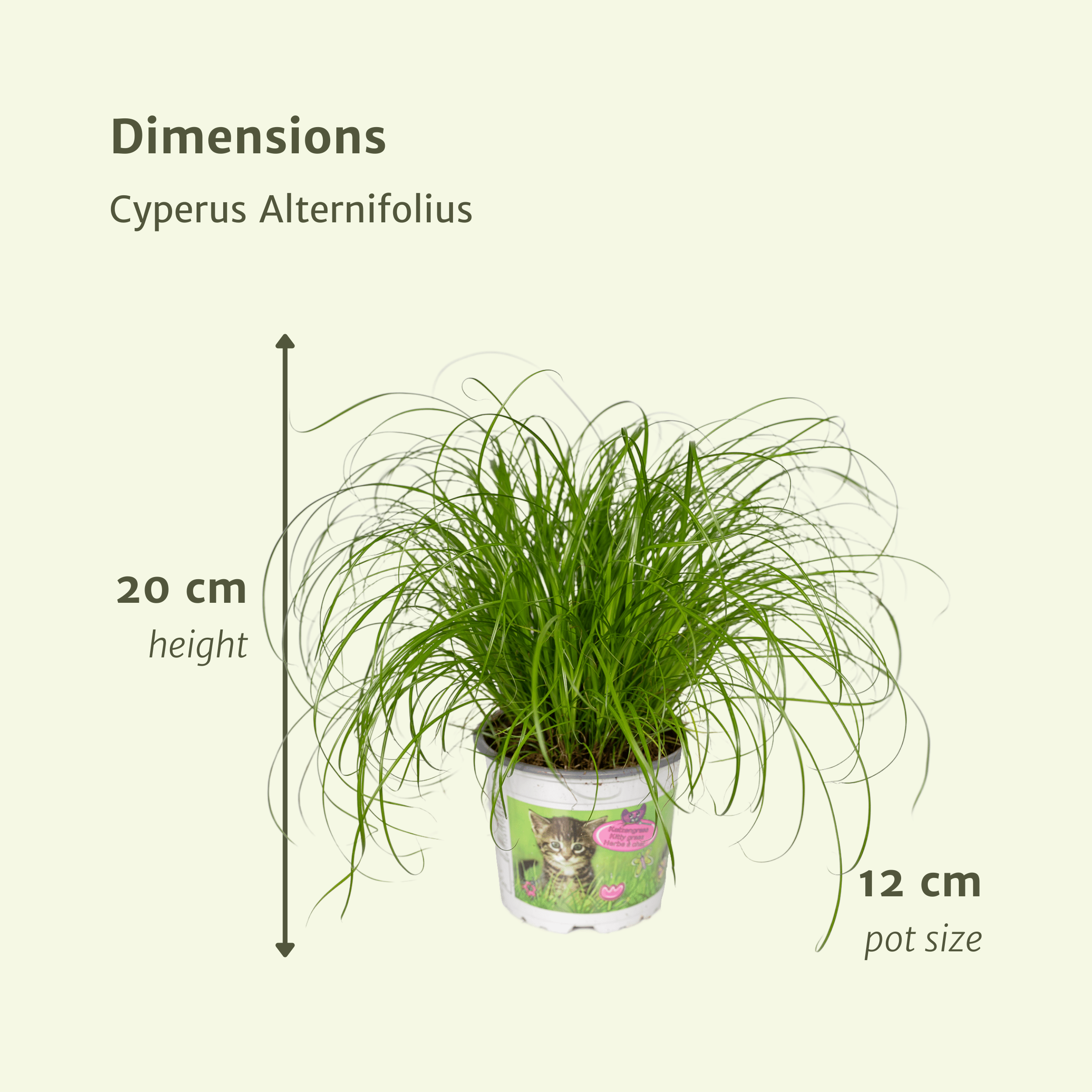 Cyperus Alternifolius (Kattengras) - 2 stuks (10238)