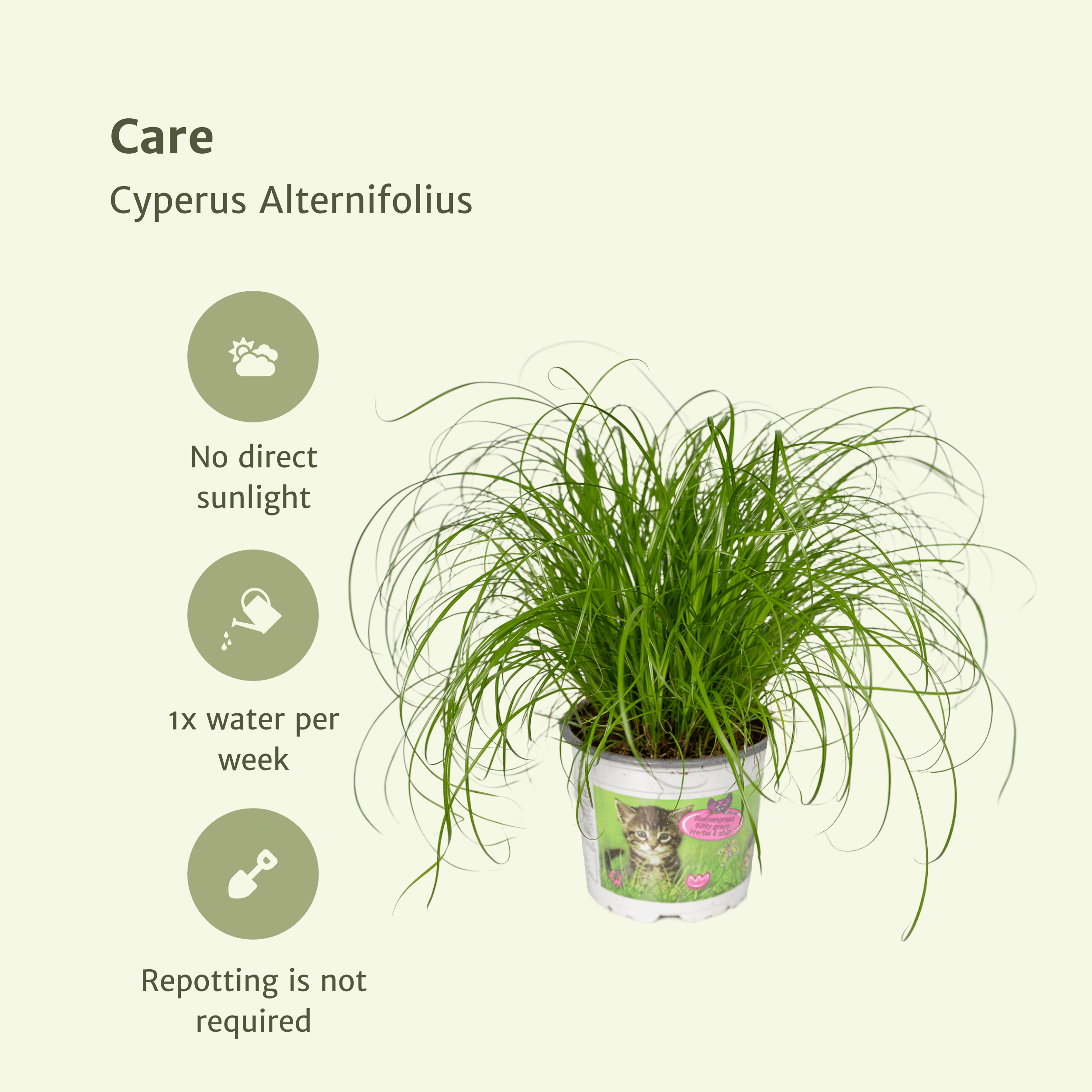 Cyperus Alternifolius (Kattengras) - 2 stuks (10238)