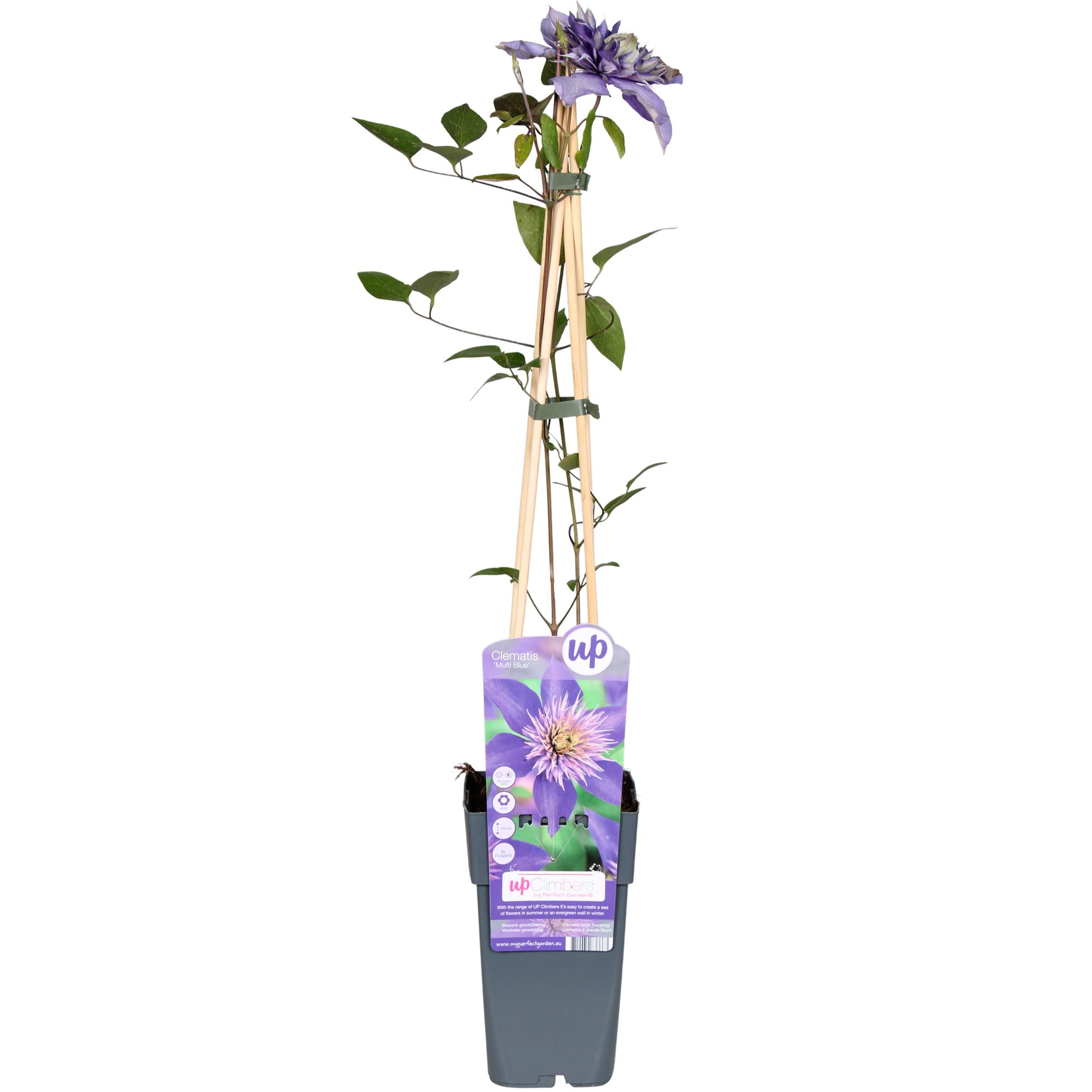 Hoogeveen Clematis Multi Blue - Clematis Blauw (8712044838663)