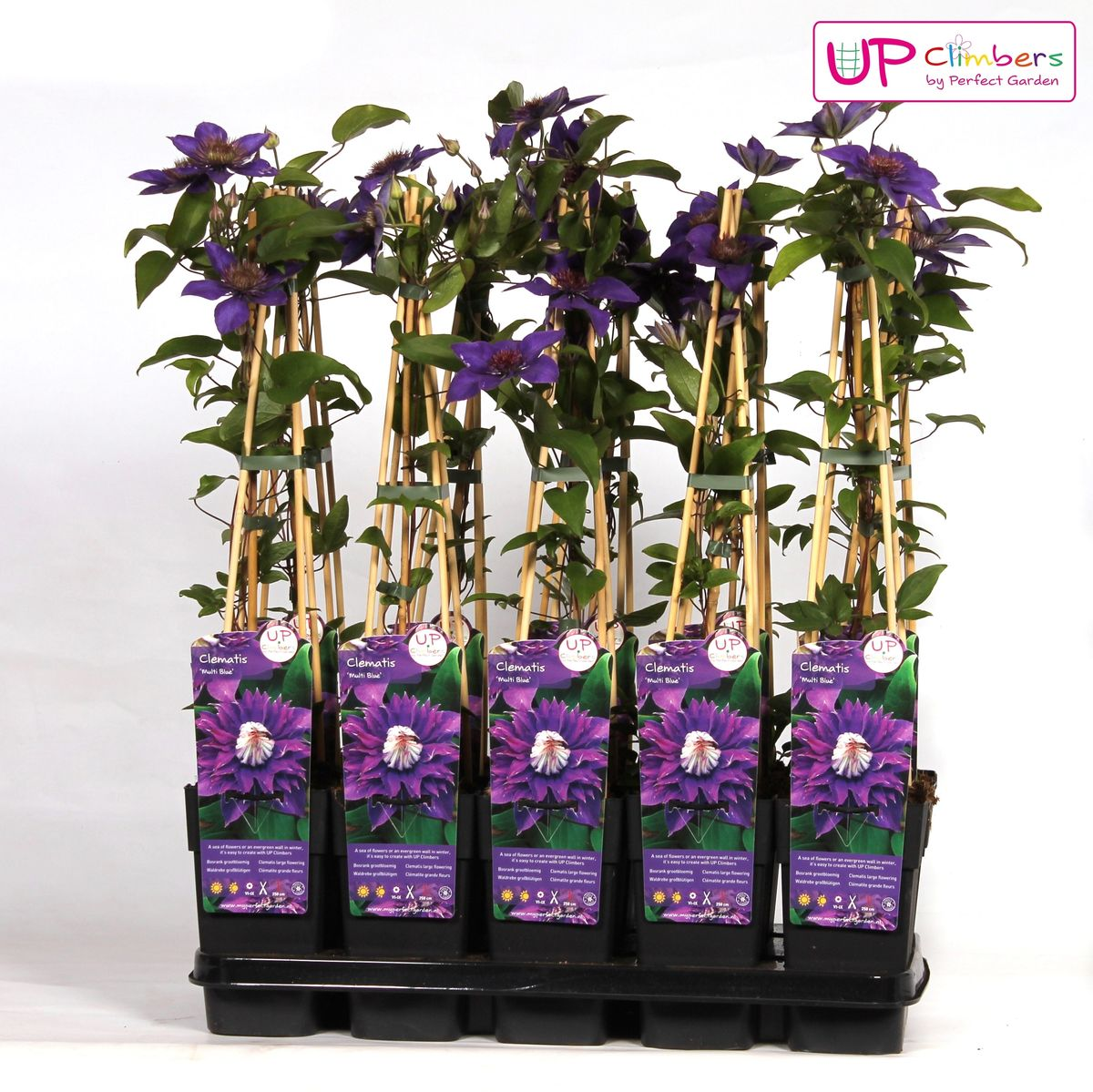 Hoogeveen Clematis Multi Blue - Clematis Blauw (8712044838663)
