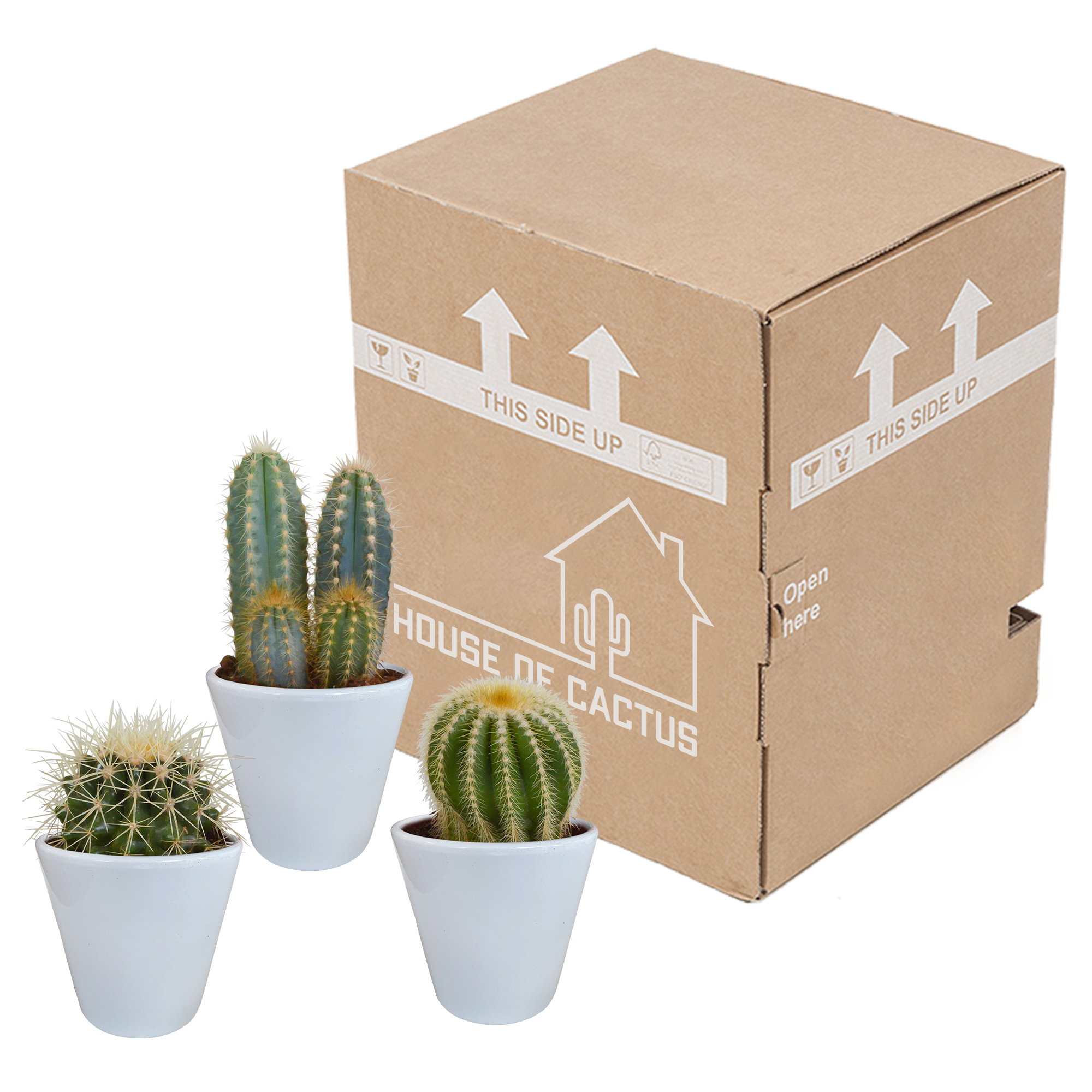 House of cactus Cactus mix 8.5 cm - 3x - in witte pot (8720618070142)