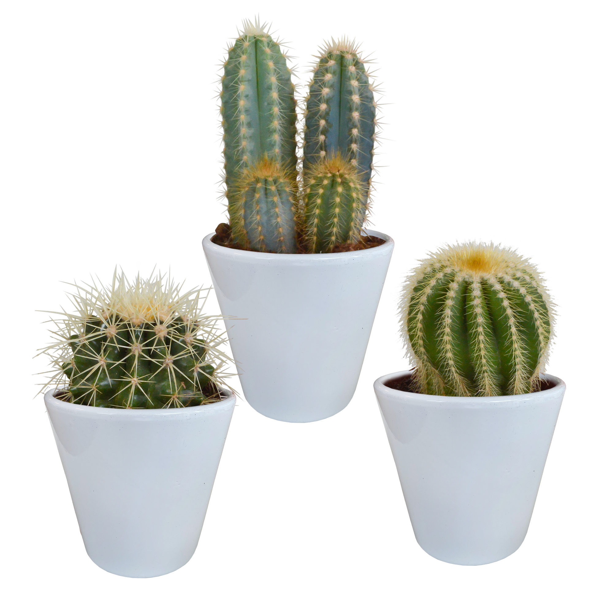 House of cactus Cactus mix 8.5 cm - 3x - in witte pot (8720618070142)